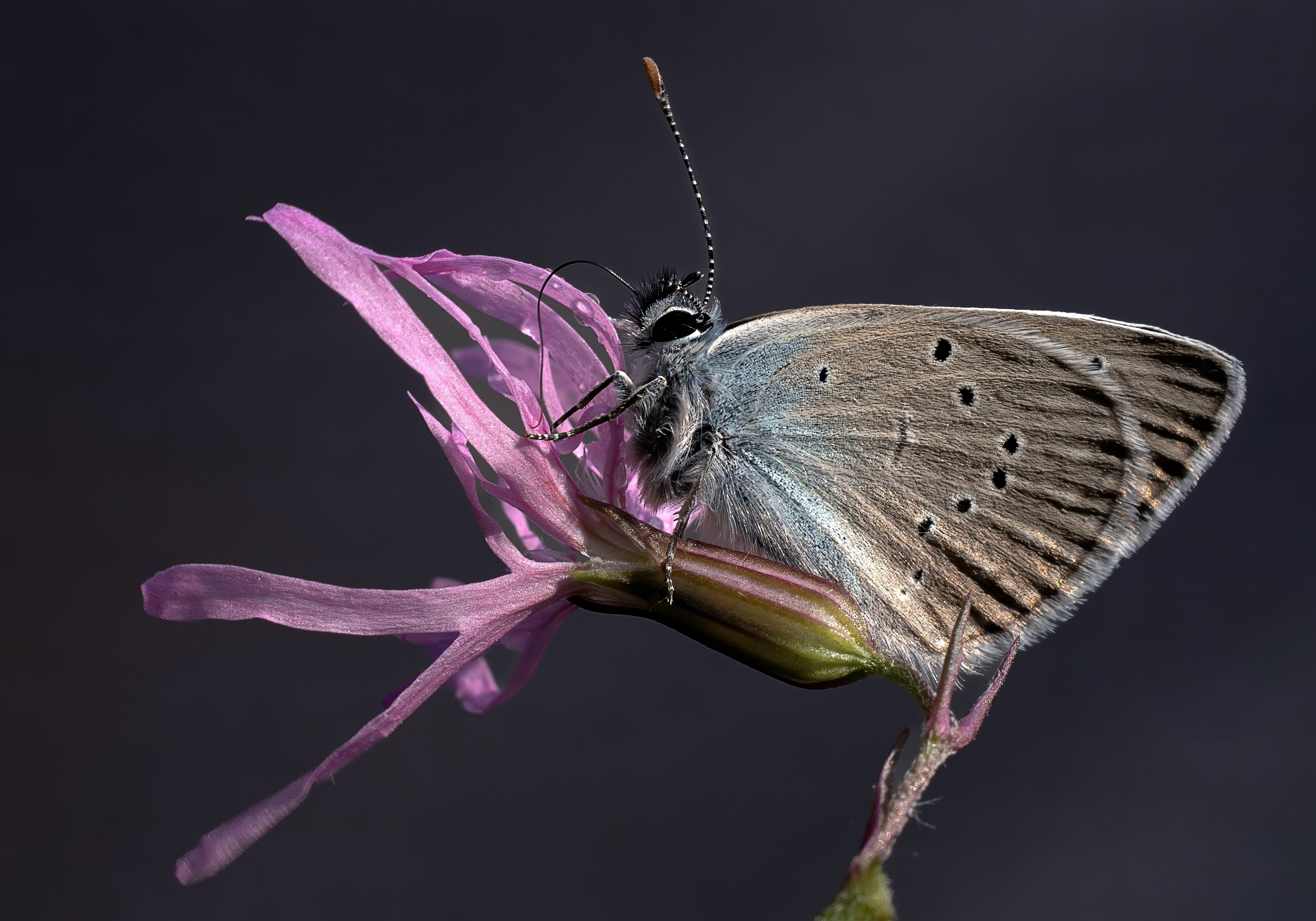 , Людмила Железнова