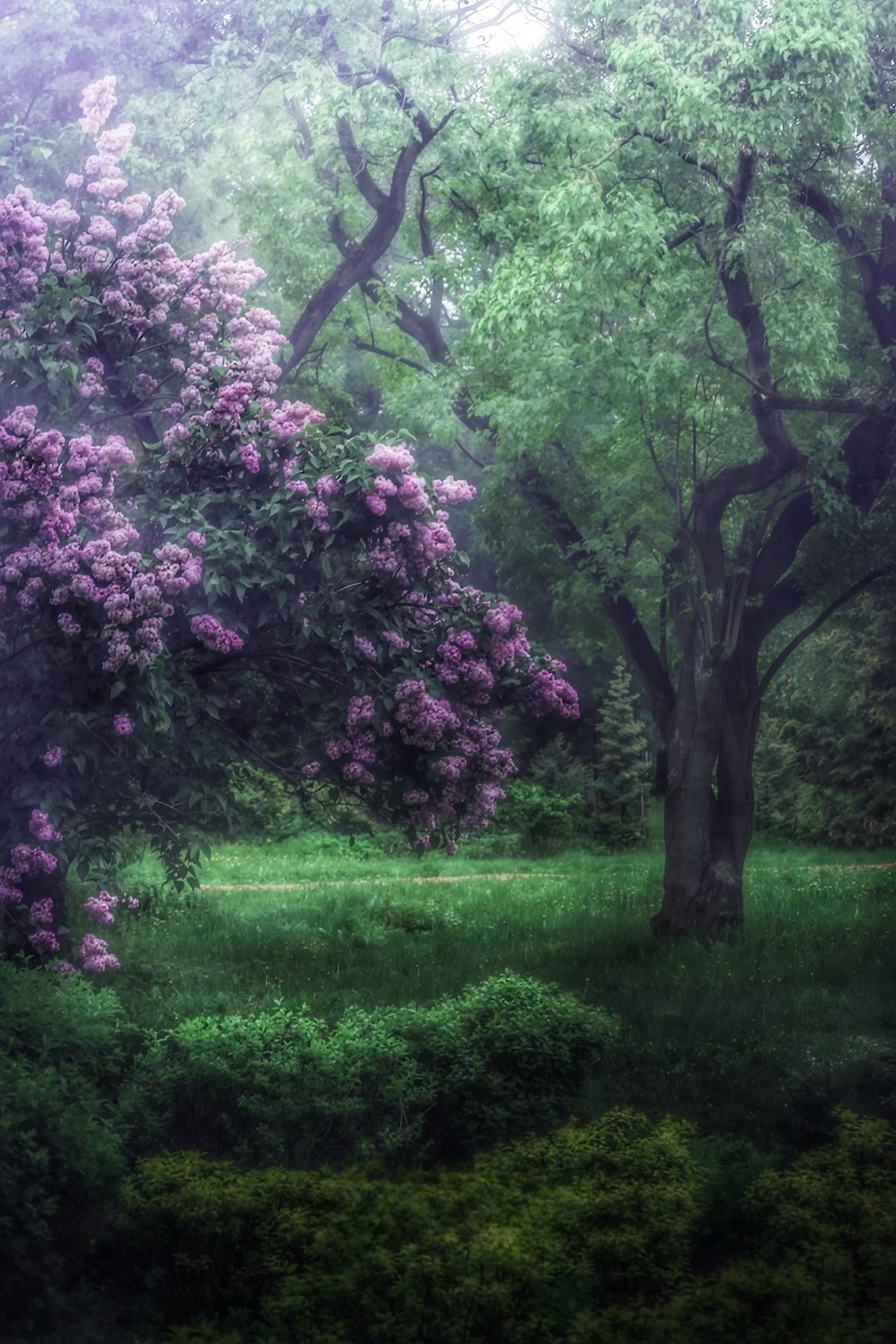 пейзаж, landscape, nature, природа, весна, spring, сирень, цветы, flowers, Julia Kaissa