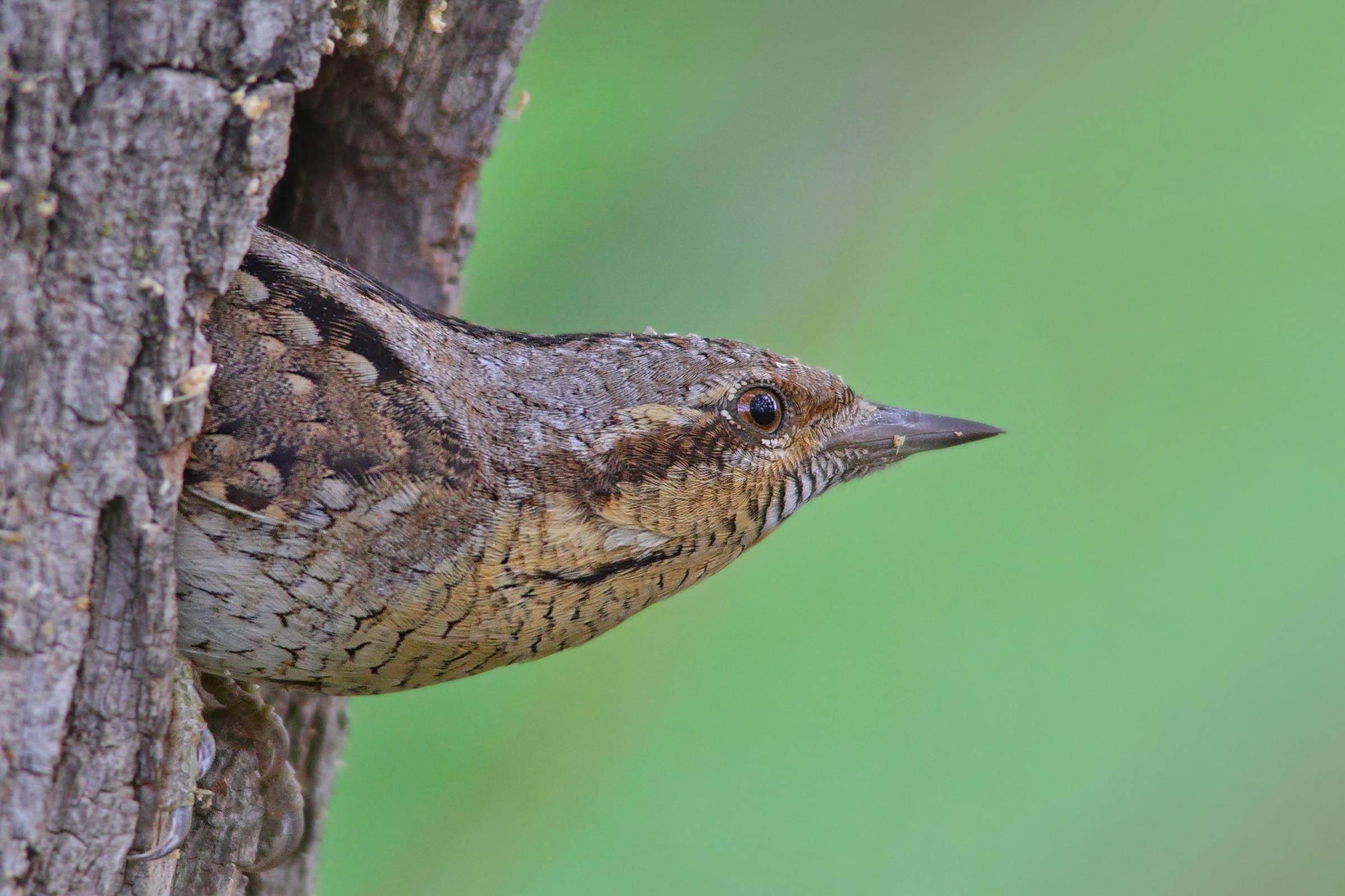 вертишейка, jynx torquilla,, sergey izoya
