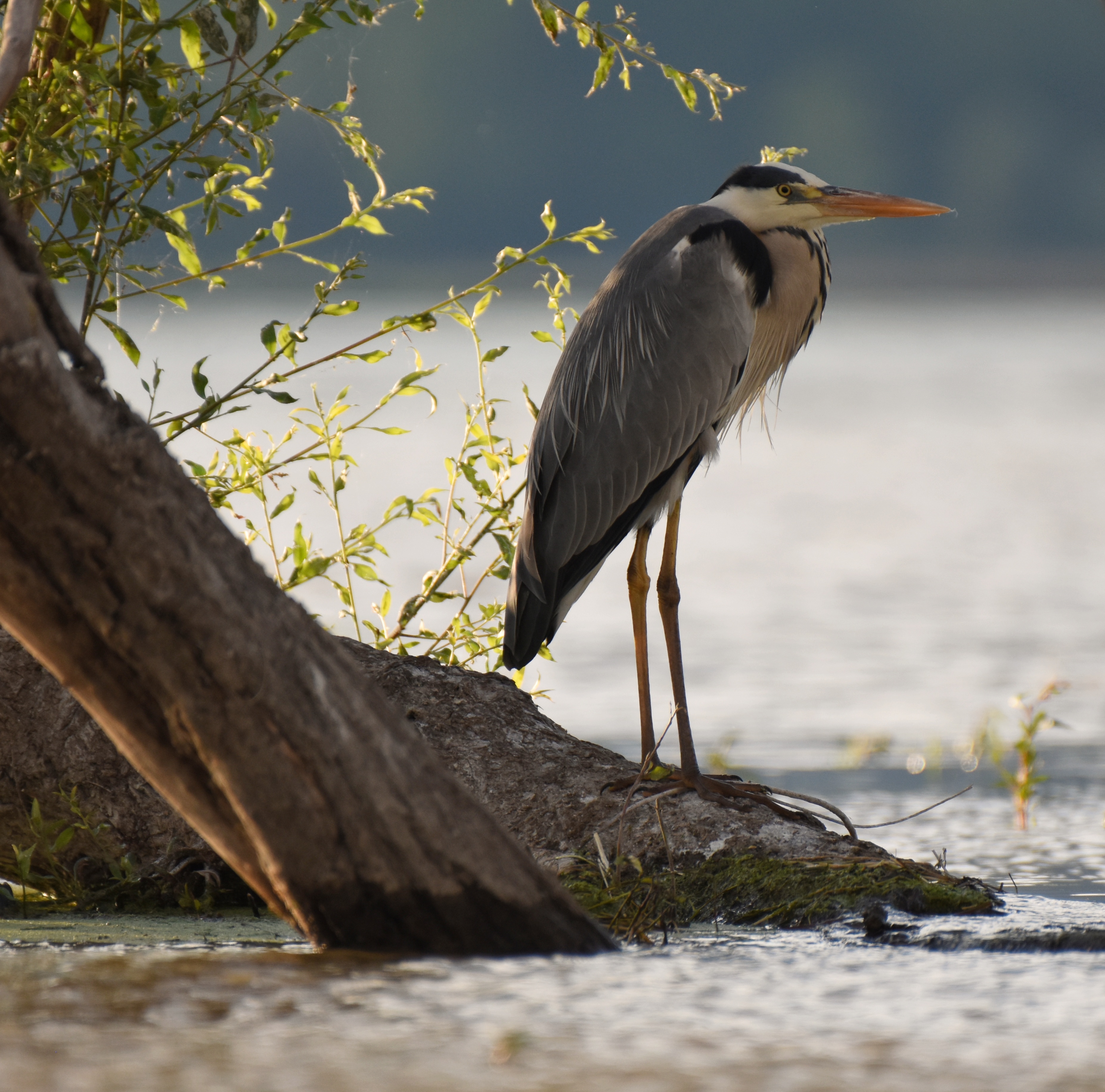 , Герчев Николай