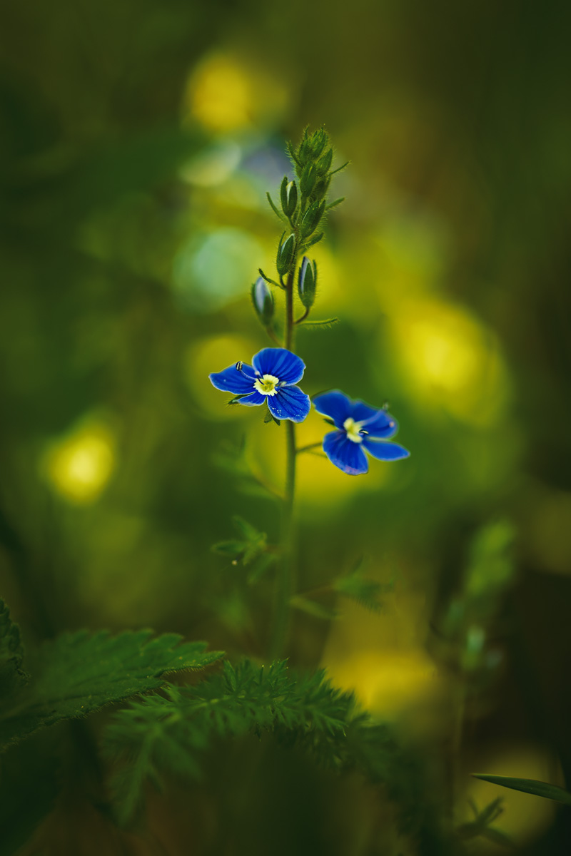 , Рагинская Ольга