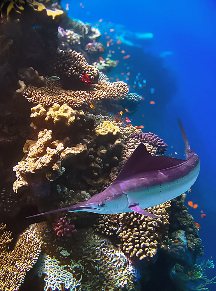 , Лисицын Сергей