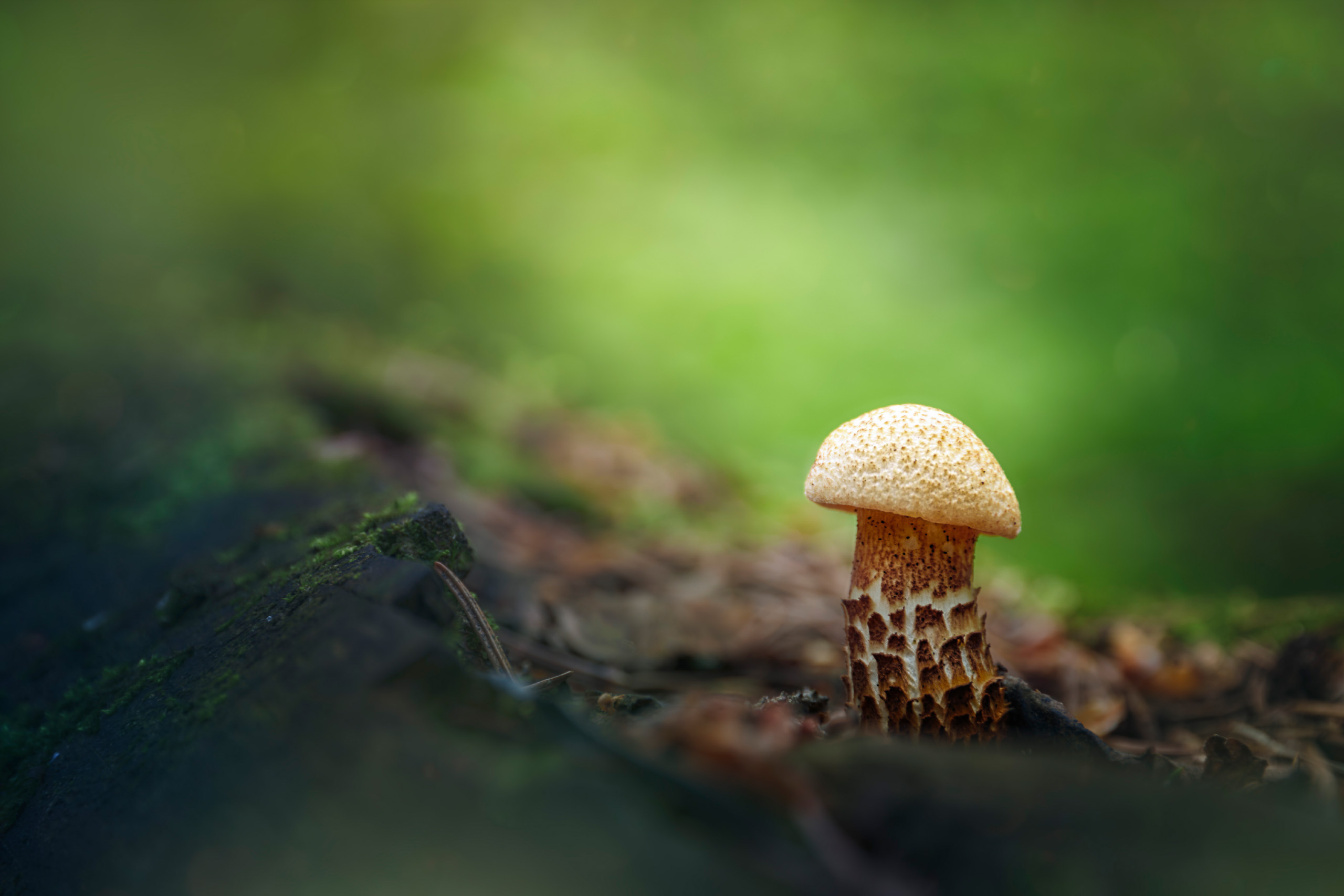 гриб, Валерий Вождаев