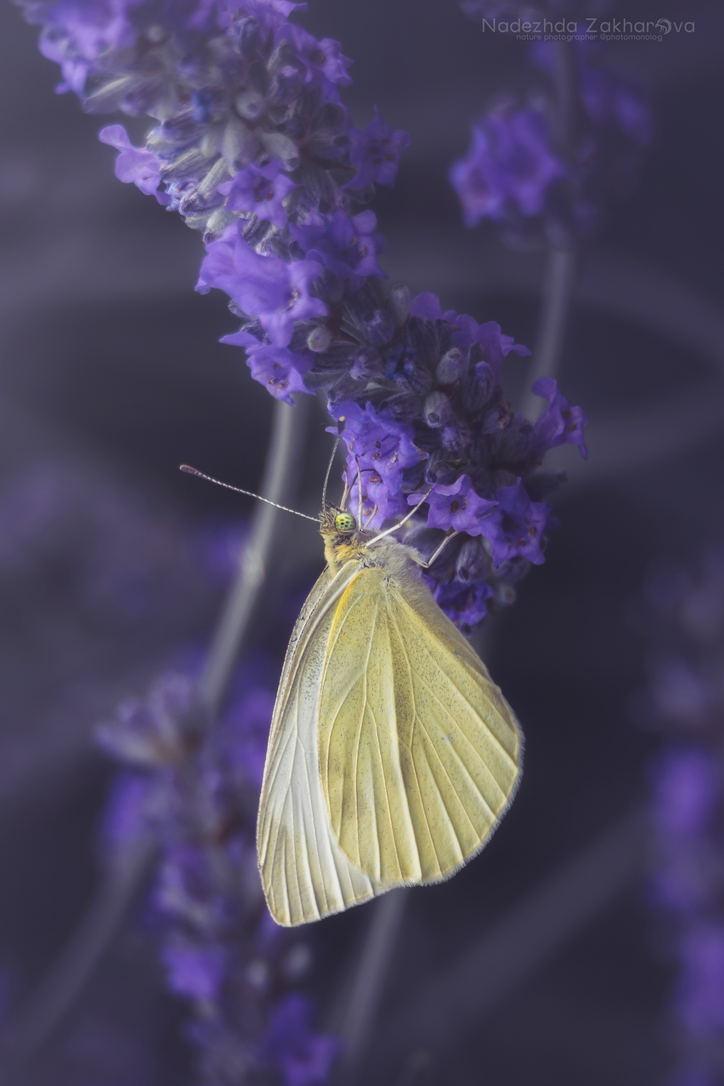 , Захарова Надежда