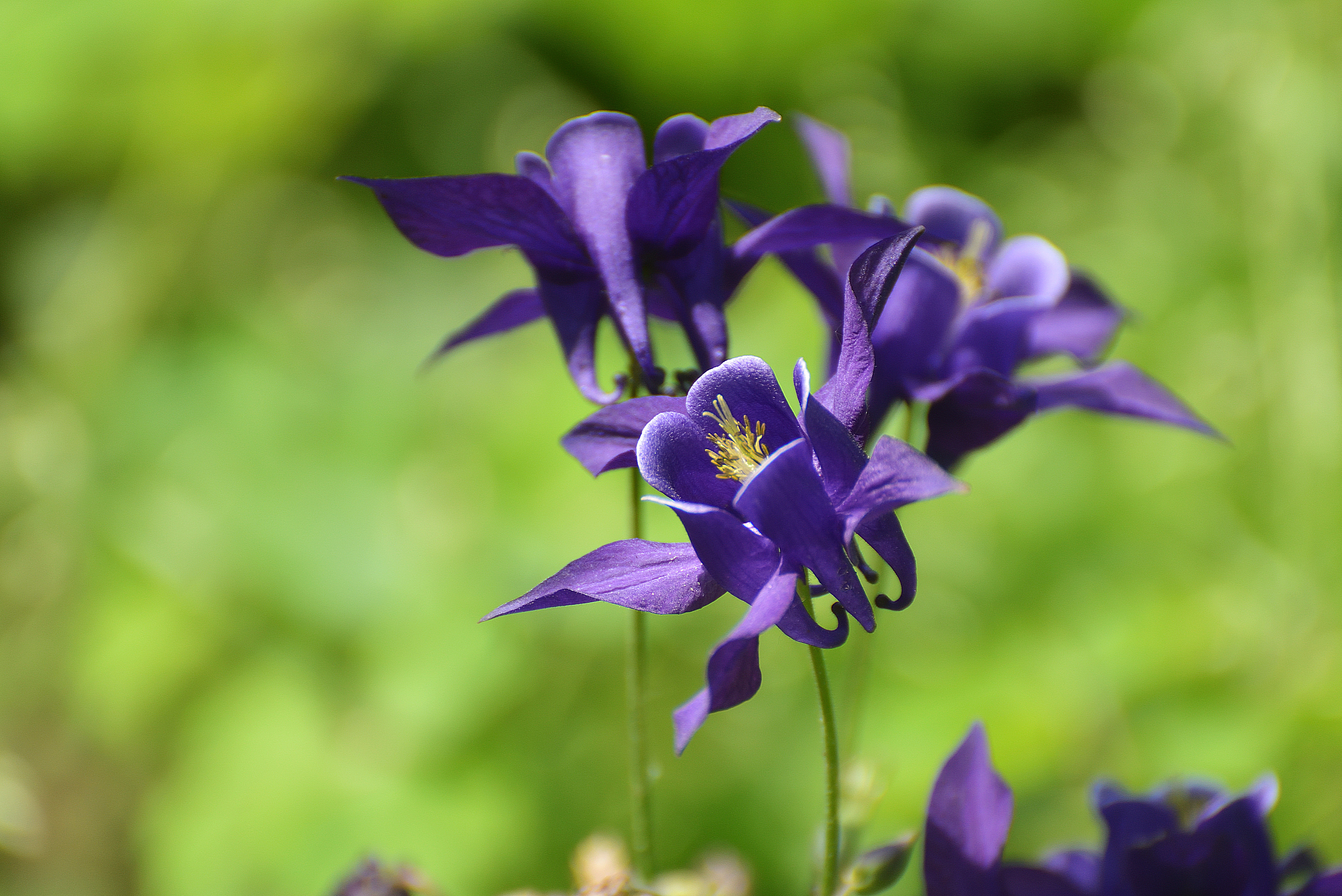 , Корнейчук Игорь