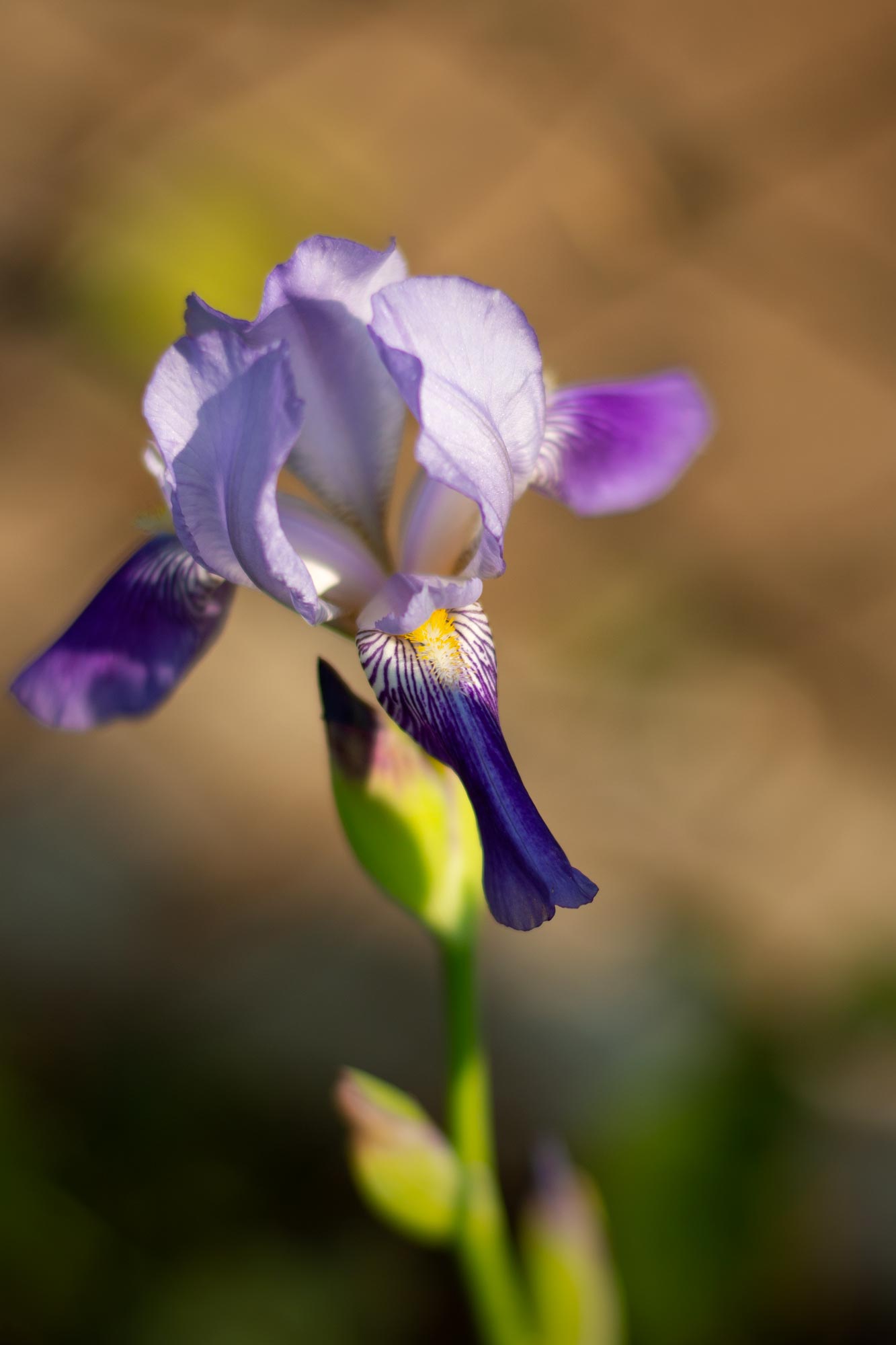 , Александр