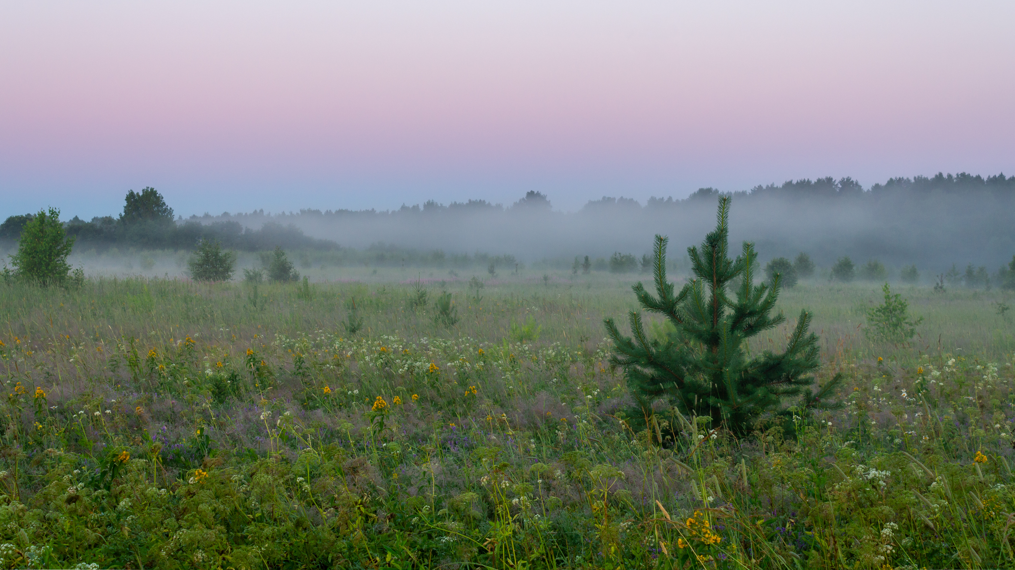 , Комарова Вера