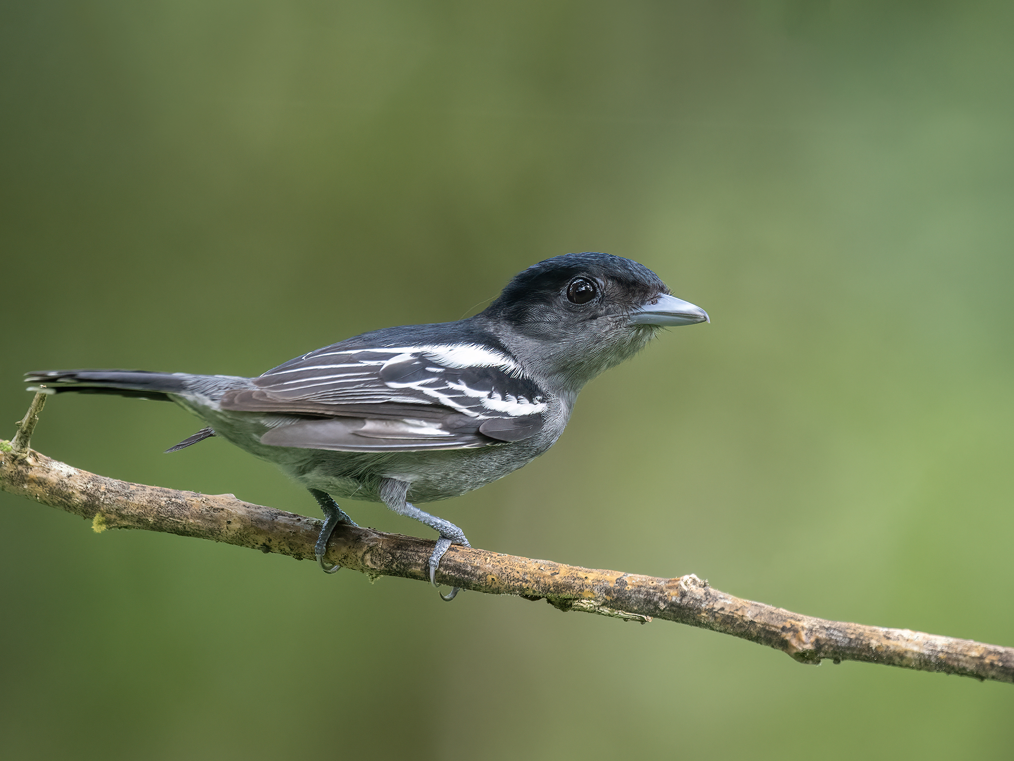 , Fernando Burgalin Sequeira