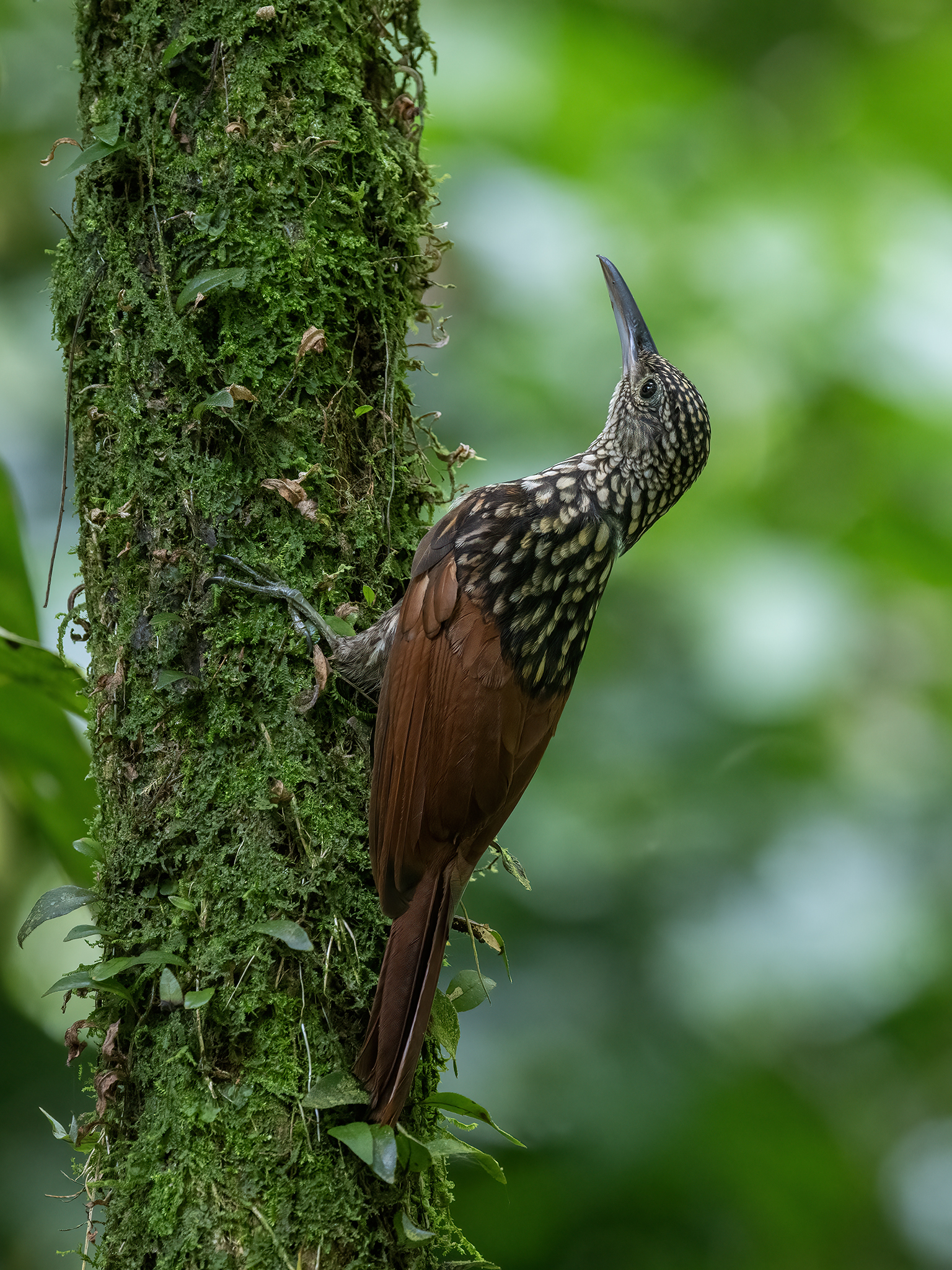 , Fernando Burgalin Sequeira