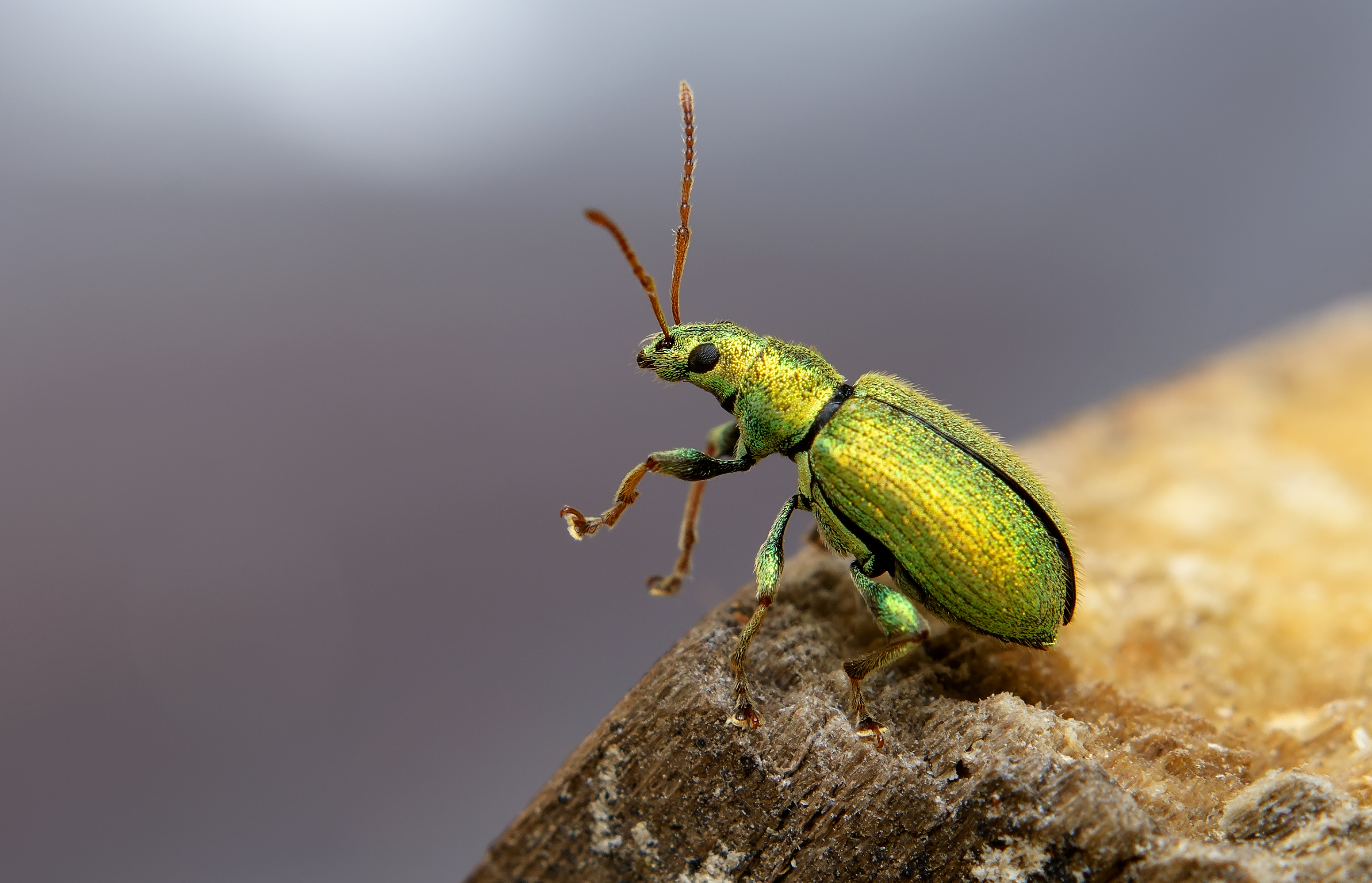 долгоносик серебристый, phyllobius argentatus, долгоносики, curculionidae, жук, Павел Черенков