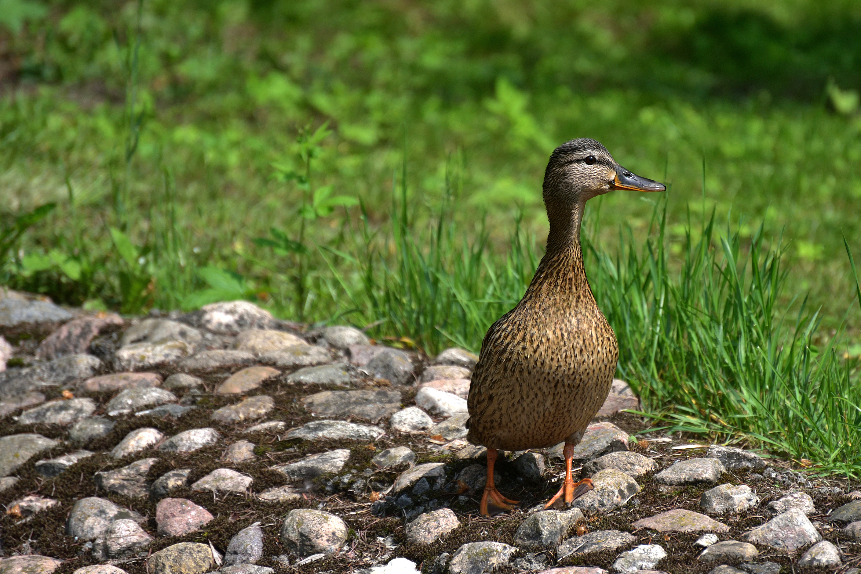 , Корнейчук Игорь