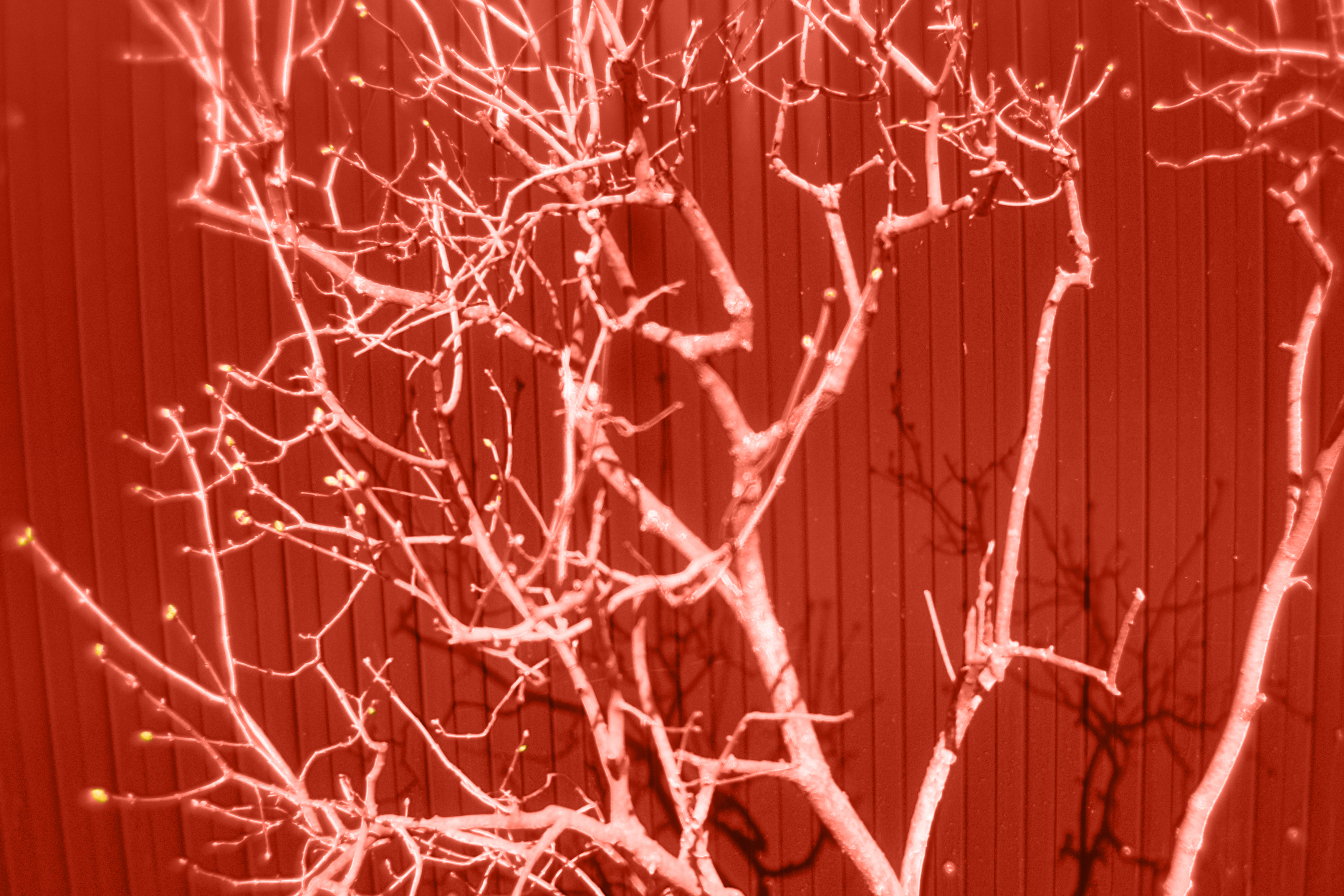 , Таня Смолевская