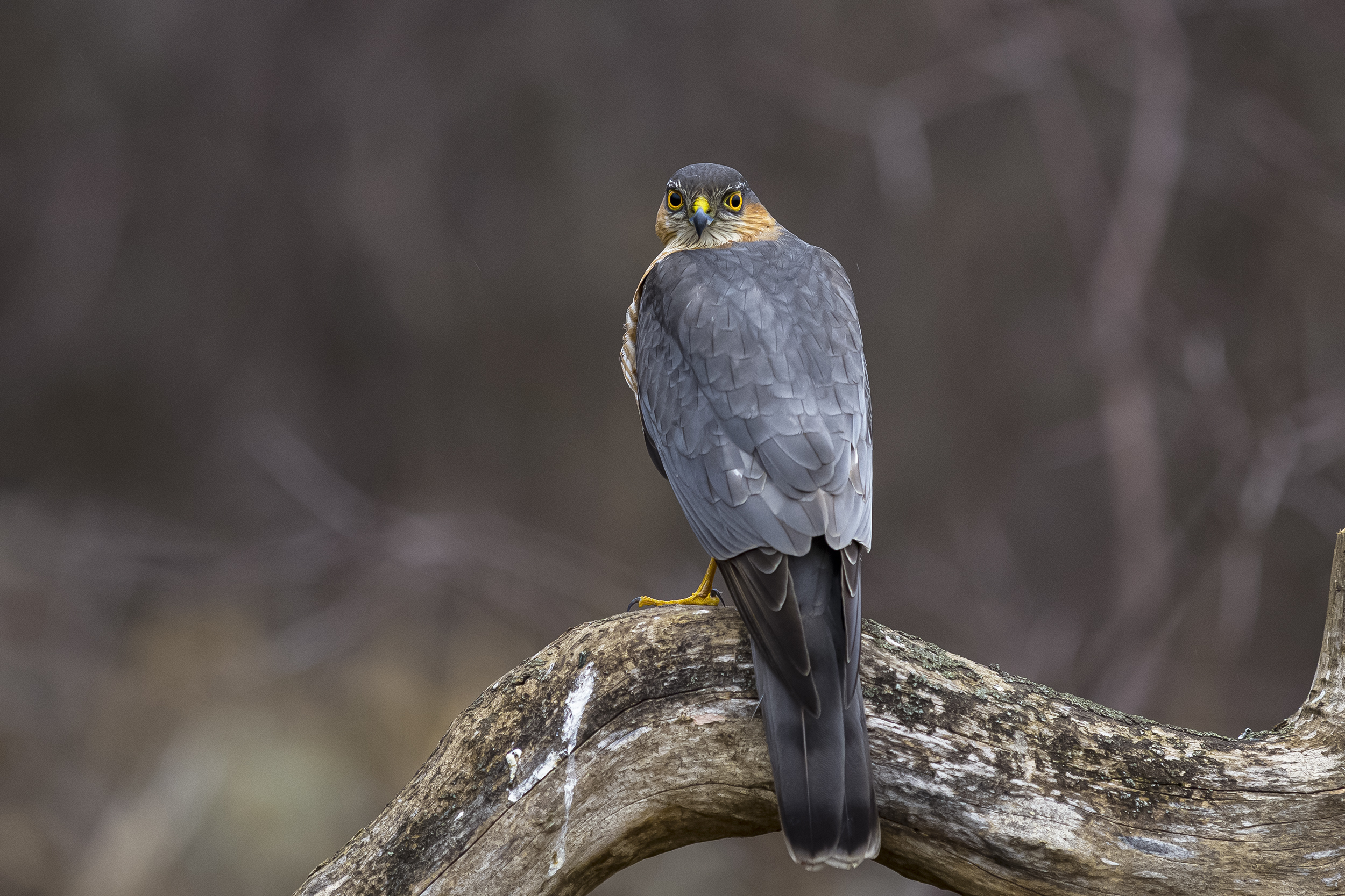 природа, Валерий Черняк