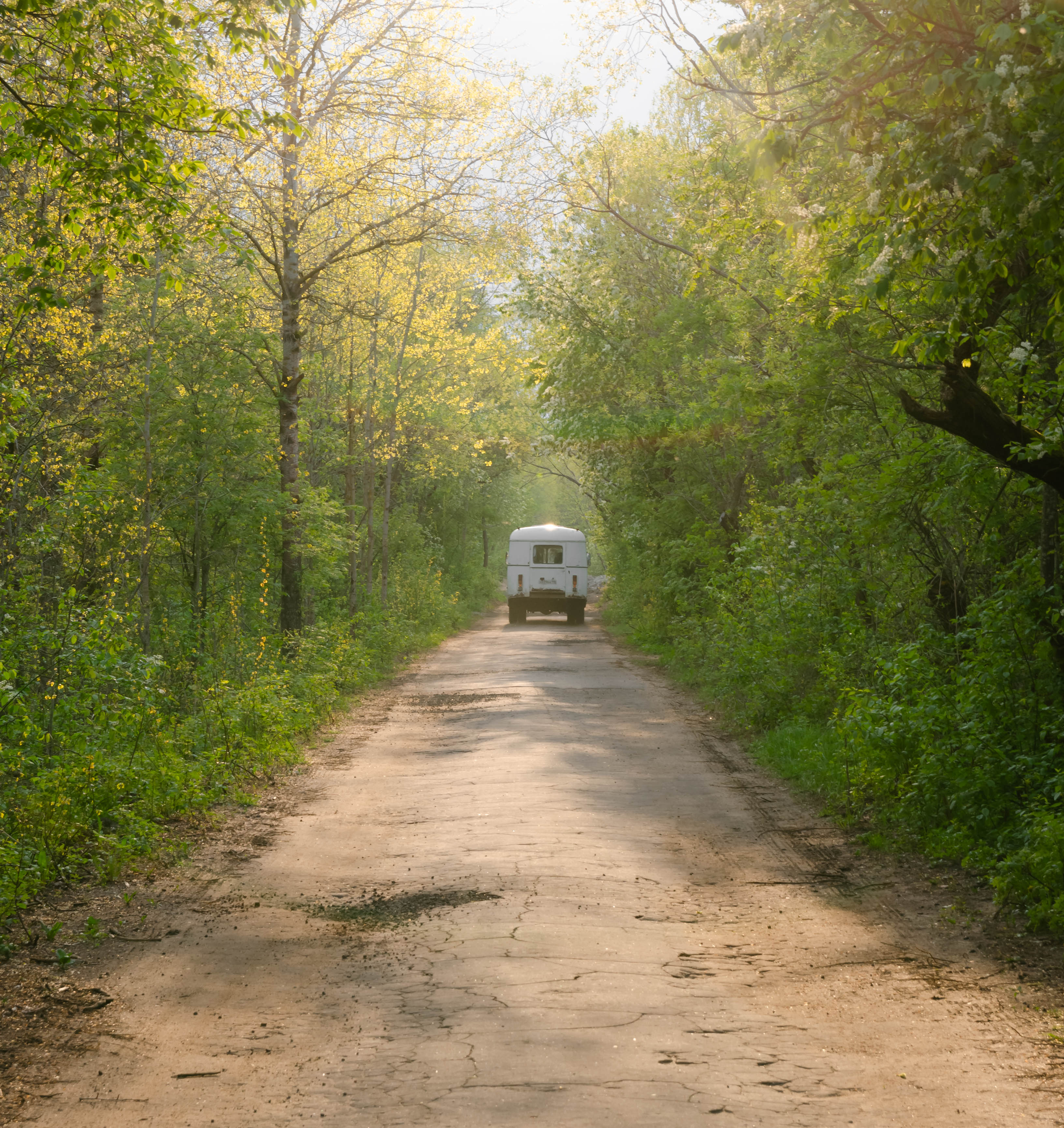 солнце, лучи, пейзаж, лес, дорога, деревья, автобус, Alexey S