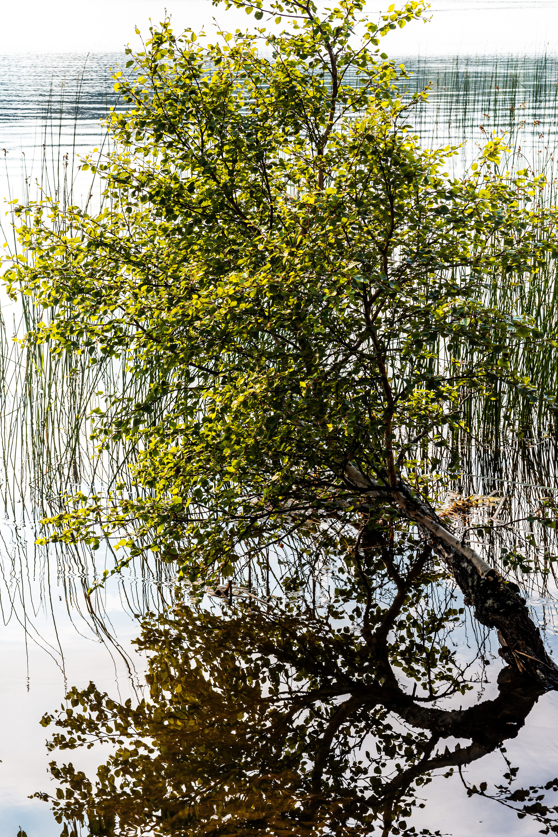 , Андрей Шарапов