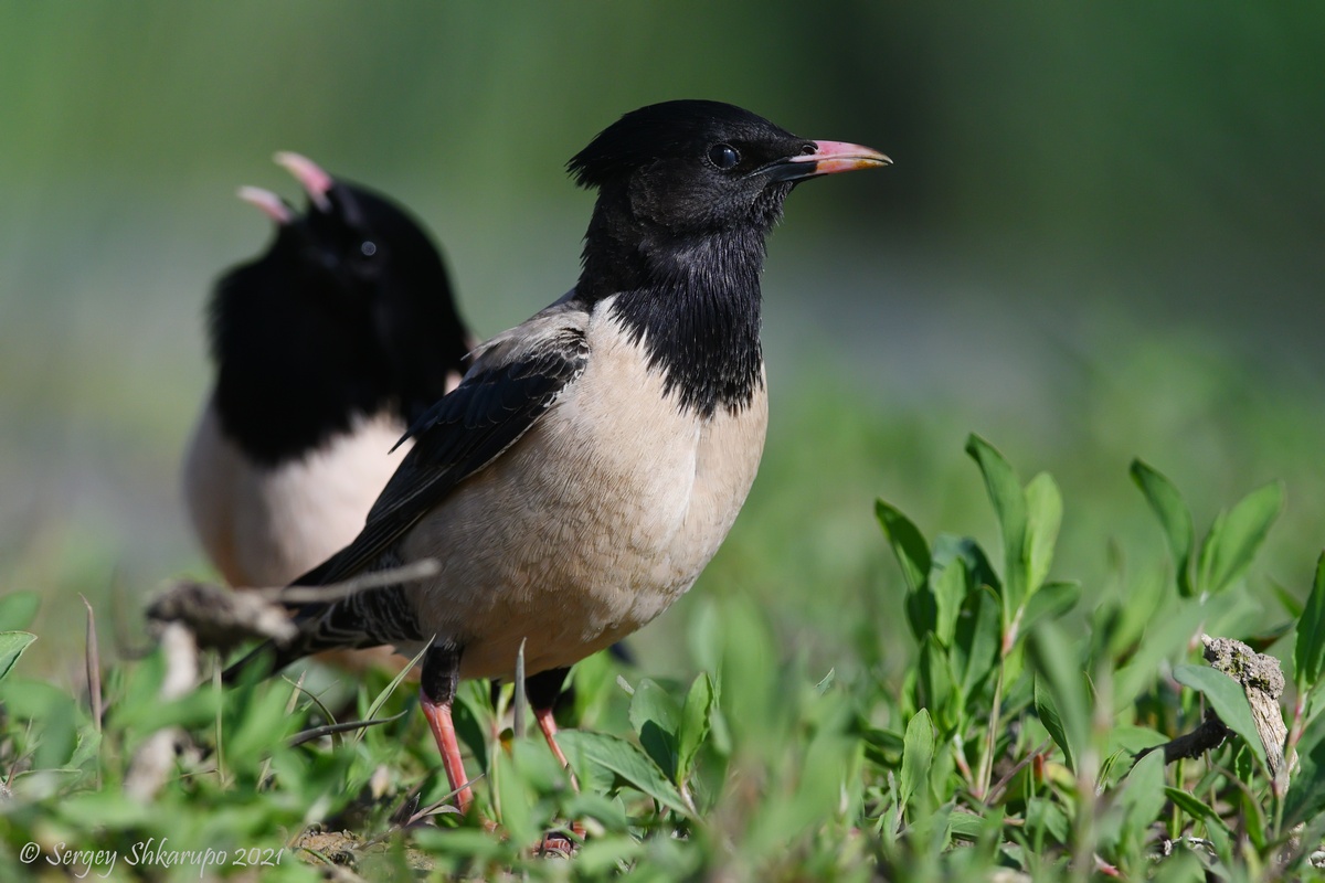, Сергей Шкарупо