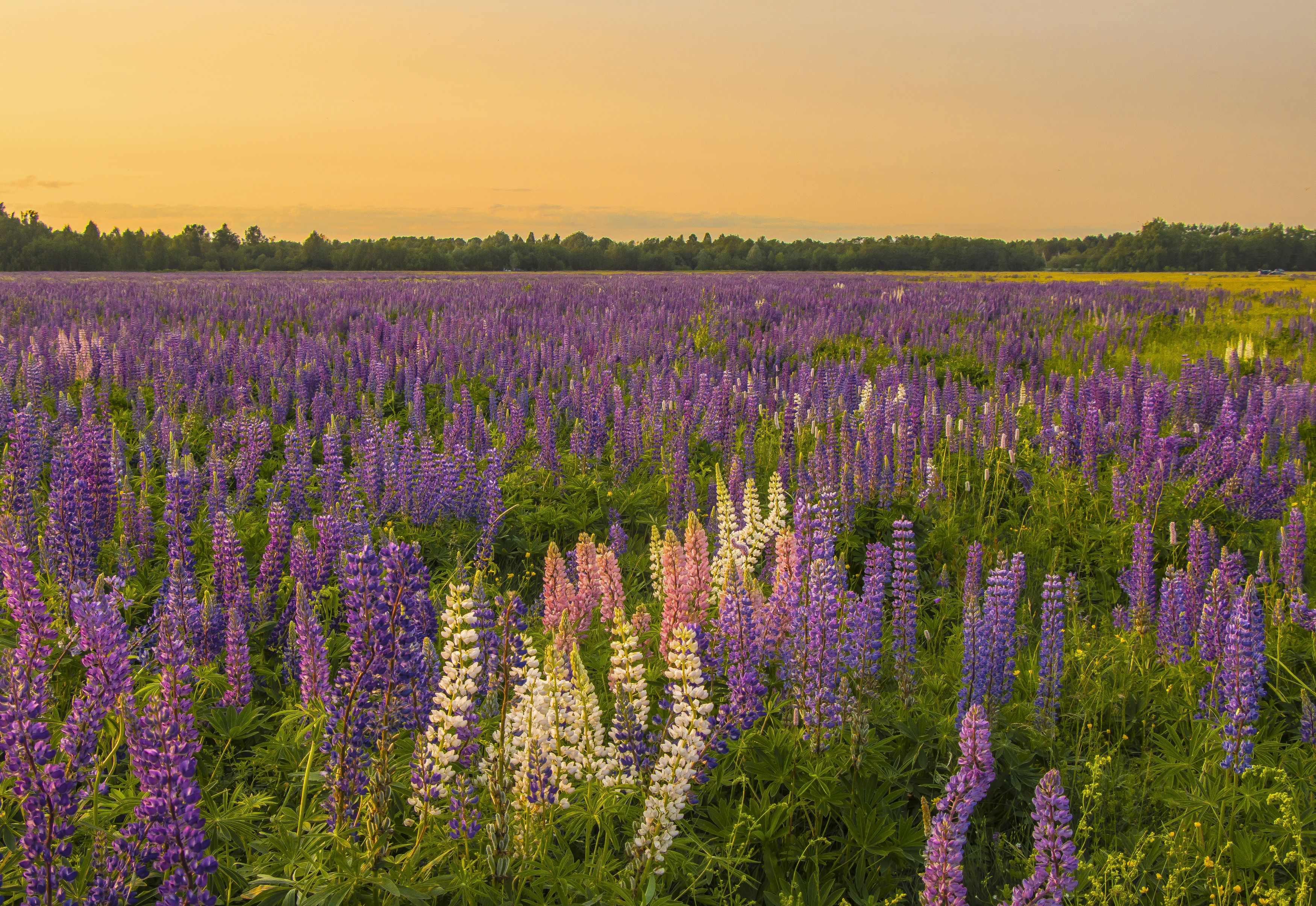 Вечер, люпины, поле лето, Киров, галина новинская