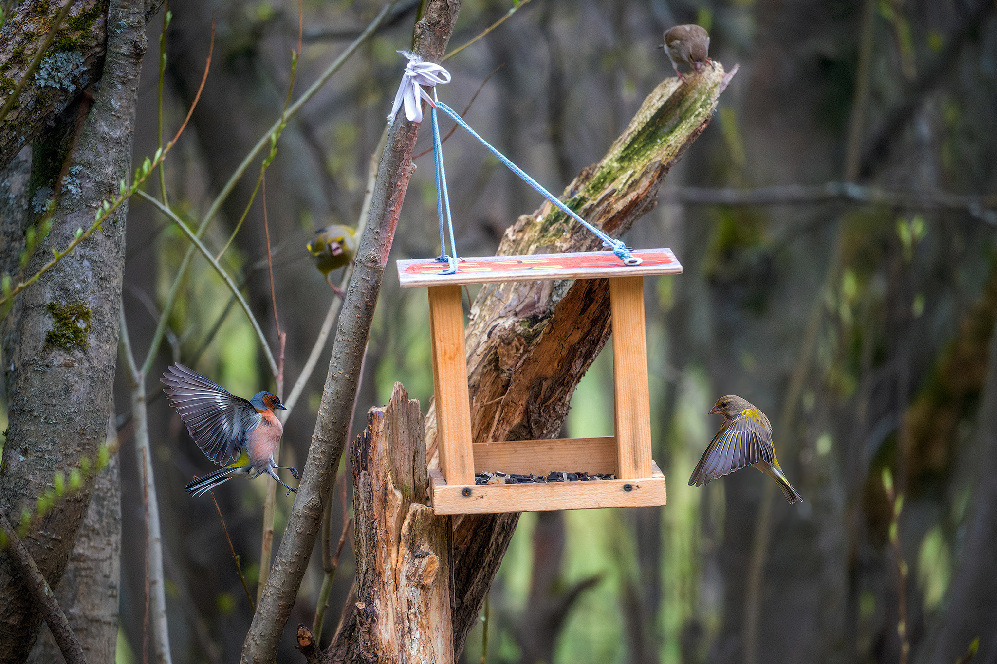 пермский край, птицы, фотоохота, природа, зяблик, зеленушка, Кузнецов Кирилл
