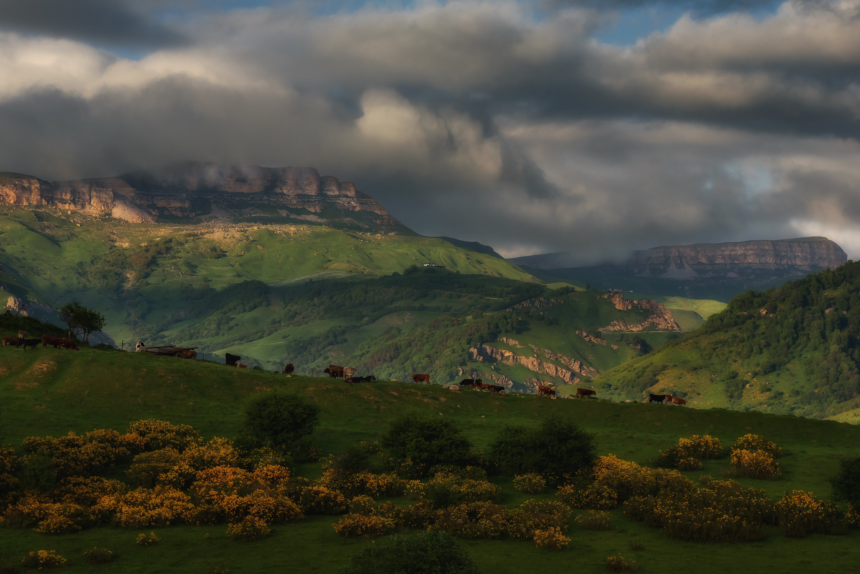 кавказ, карачаево-черкесия, кчр, горы, гумбаши, гум-баши, горные цветы, цветение, рододендрон, скалистый хребет, Zakharov Armen