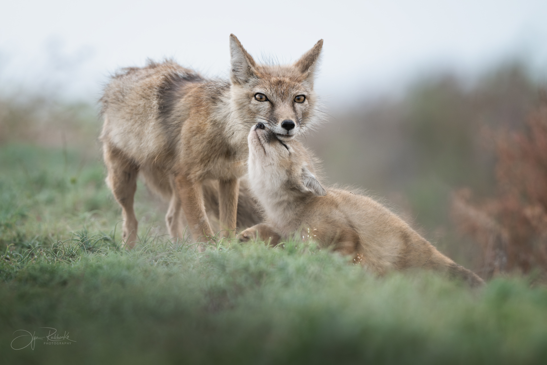 корсак, калмыкия, степная лиса, корсачонок, дикая природа, wildanimals, корсачата, vilpus corsac, corsac, Рудченко Ольга
