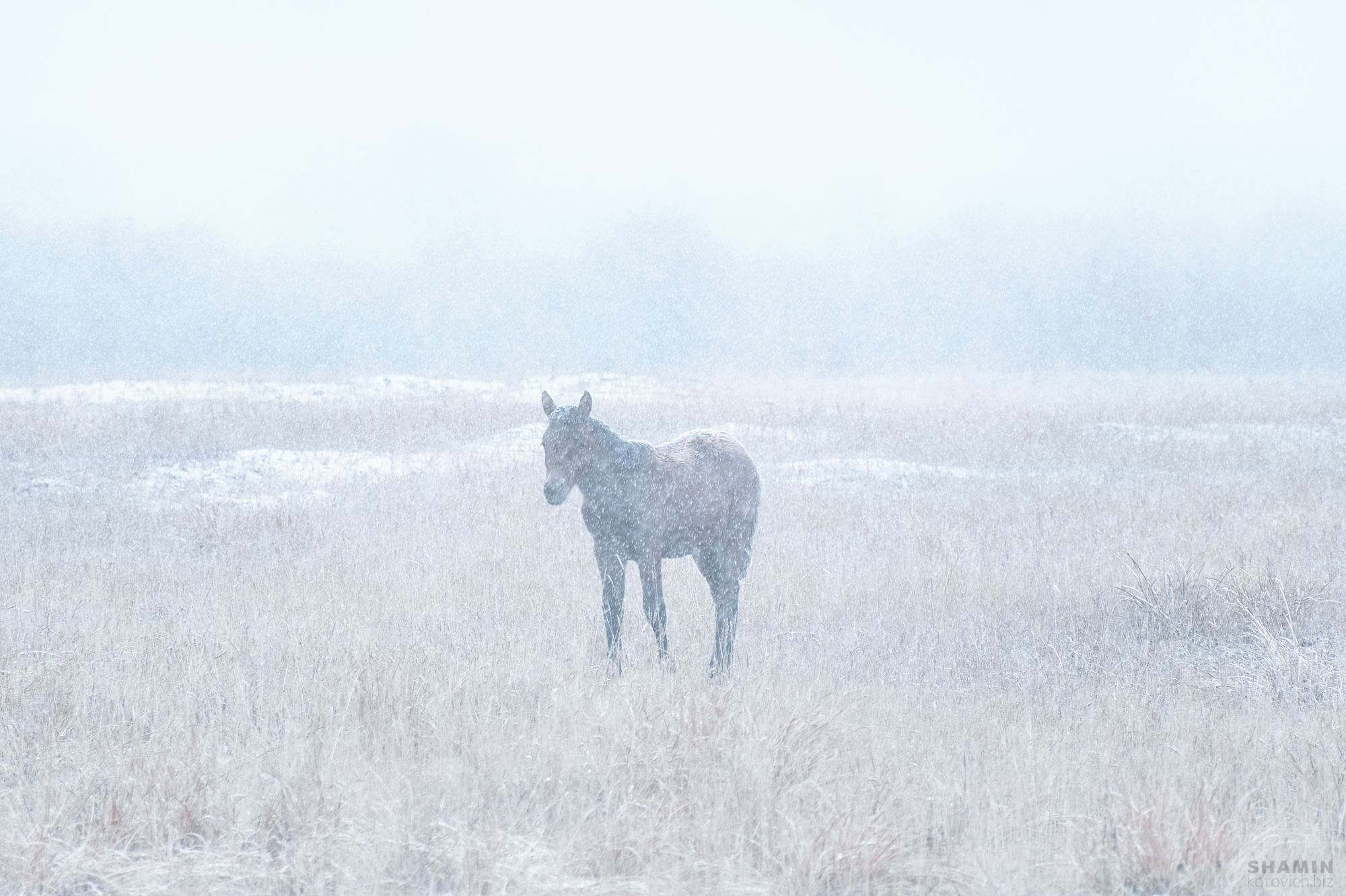 , Константин Шамин