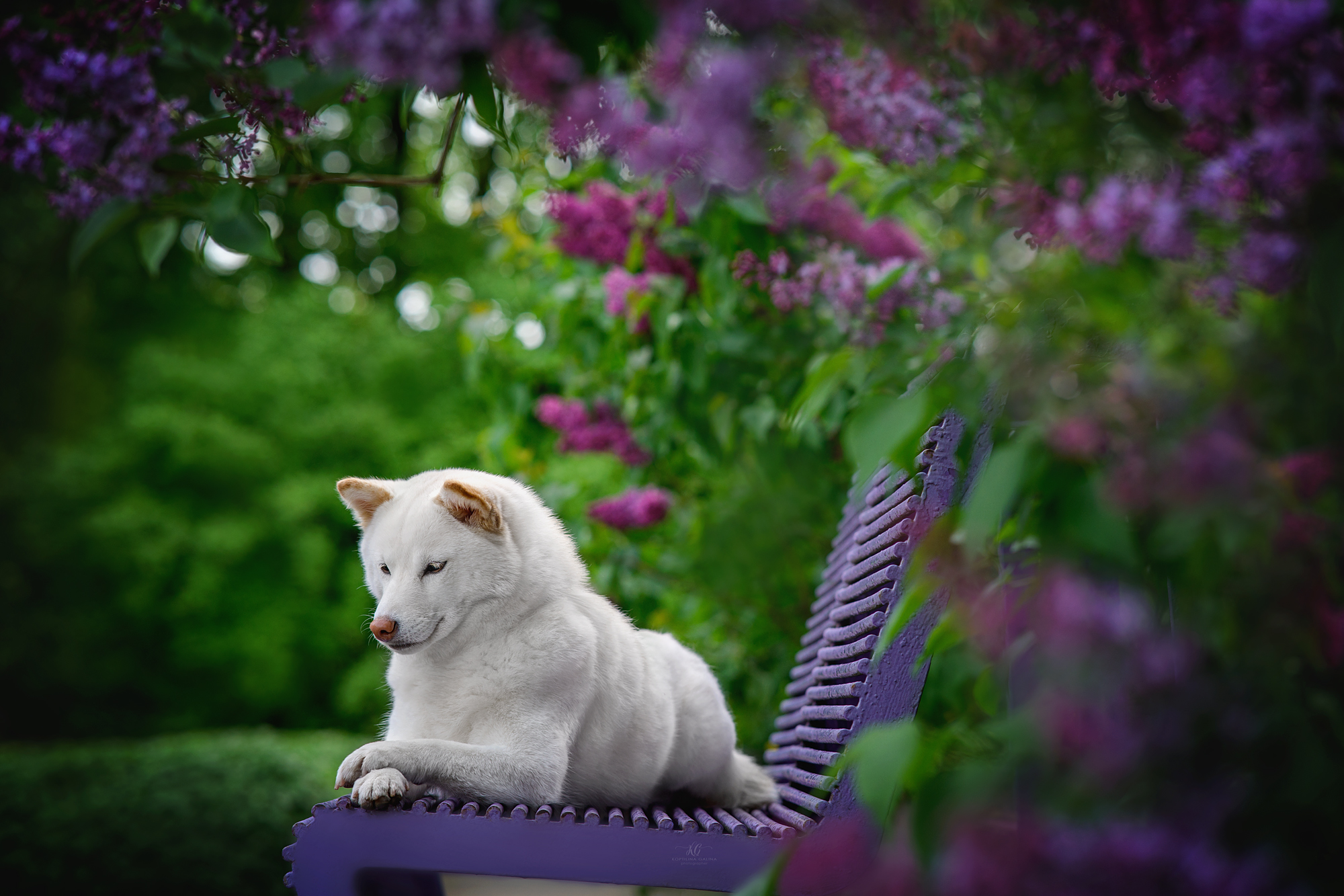 , Коптилина Галина