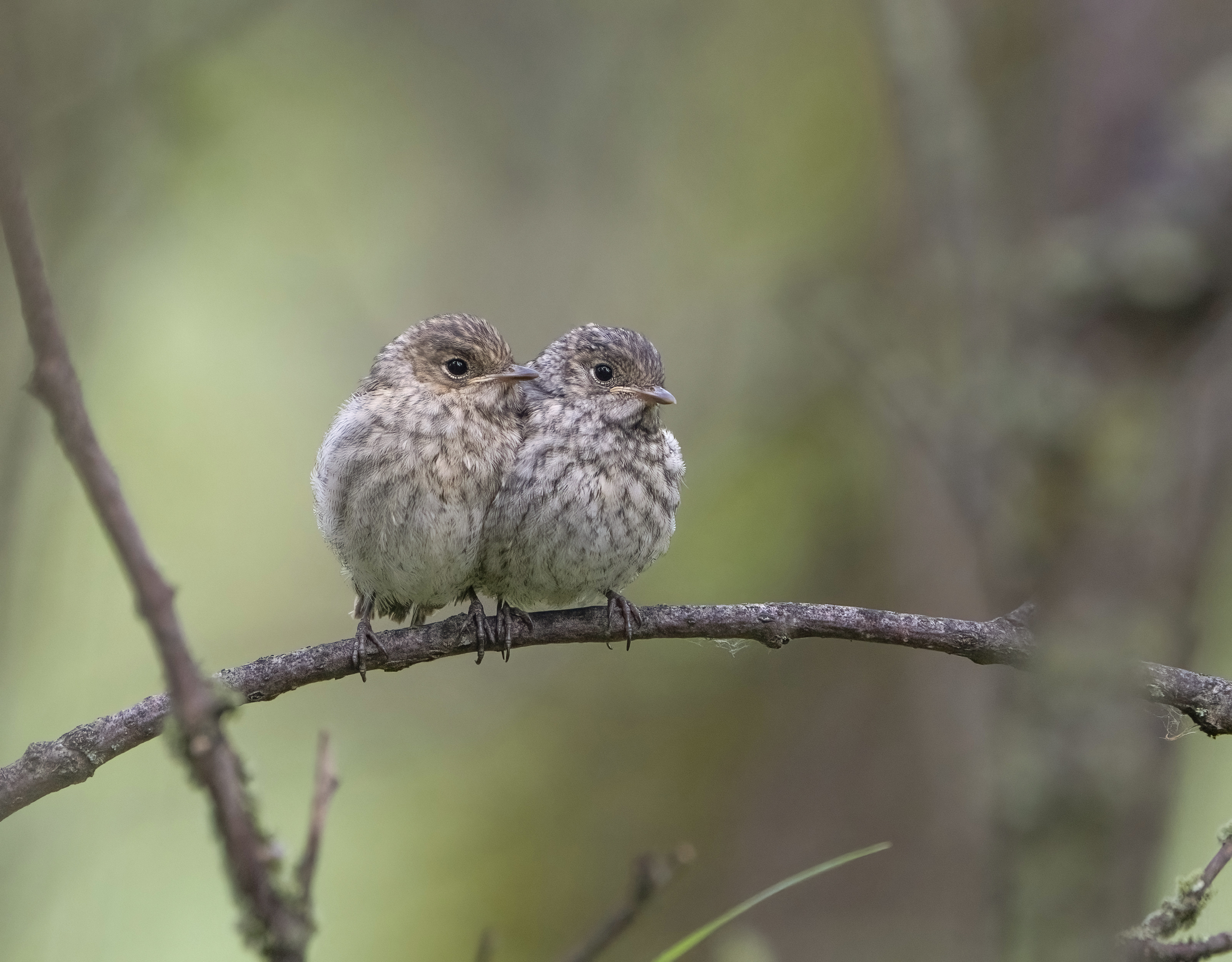 птицы,природа, лето, Андрей Киселёв