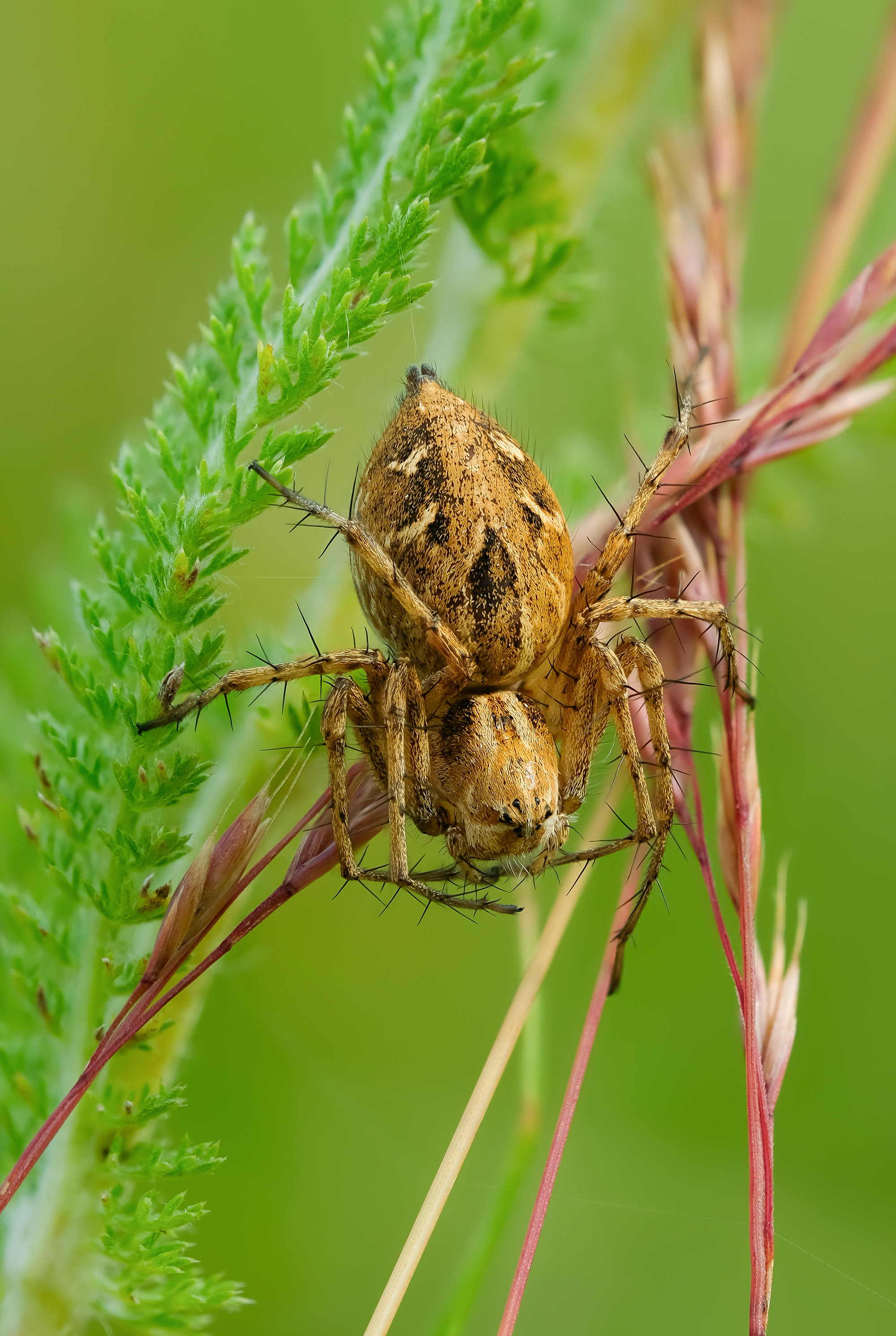 #макросъёмка #макромир #макрофото #макросъемканасекомых #макро_насекомые #мирнасекомых #насекомые #жуки #бабочки #энтомология #природа #фауна #красотаприроды #фото_насекомых #фотоприроды #природавокруг #увеличение #ультрамакро #интересныенасекомые #подпри, Васильев Роман