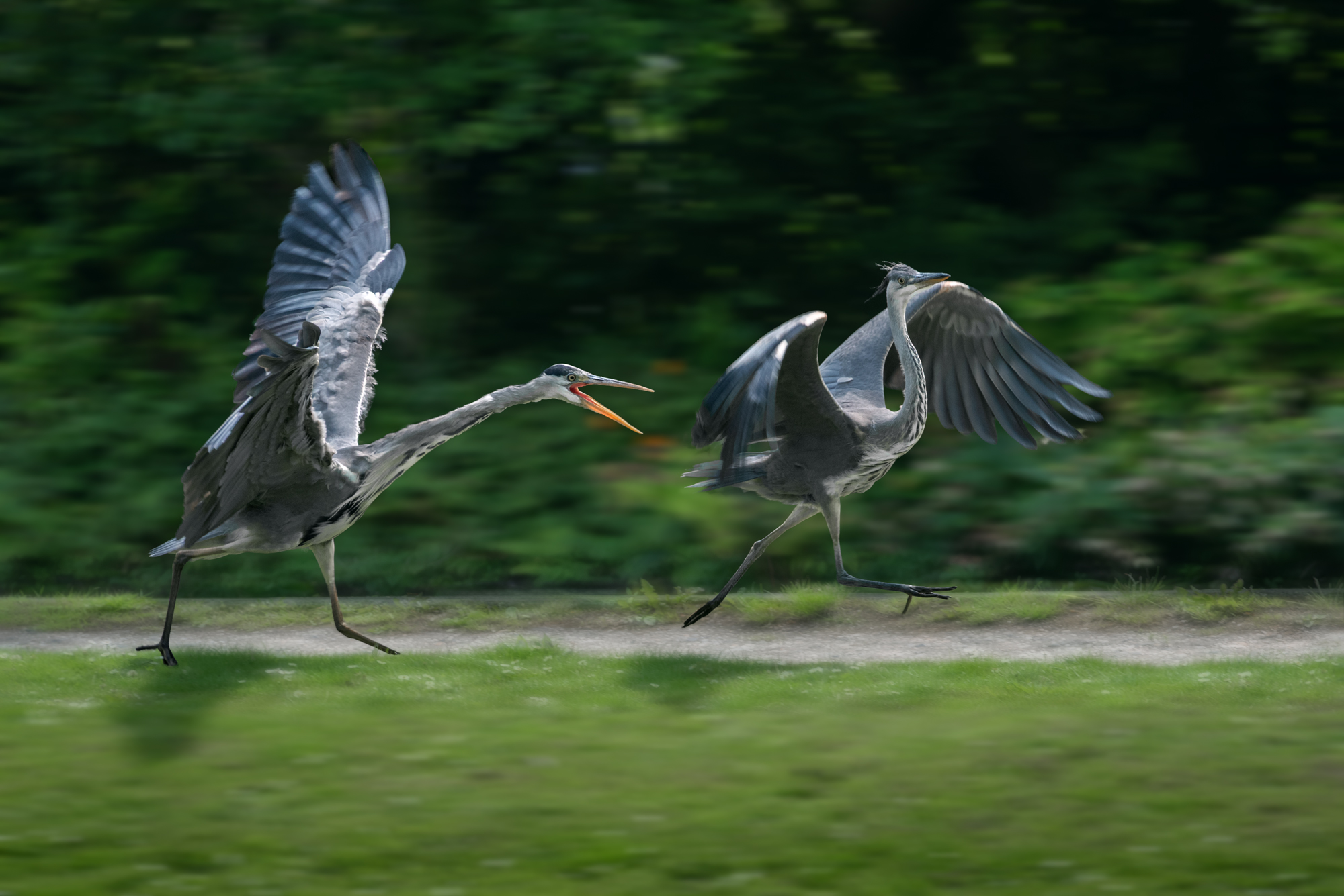 серая цапля, взрослая серая цапля; молодая серая цапля; цапля; погоня; ardea cinerea, grey heron, adult; young; chase, Наталья Паклина