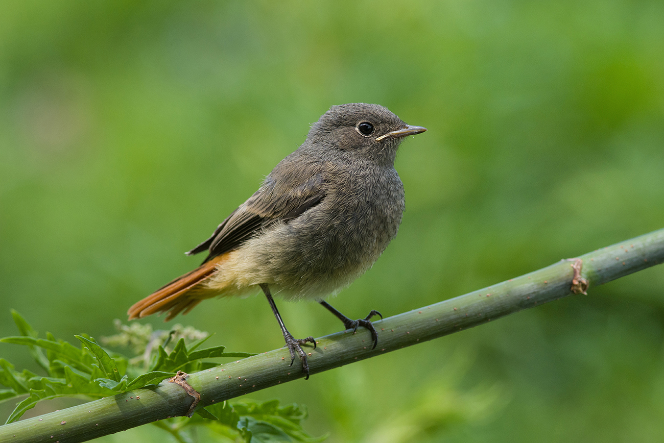 горихвостка чернушка,слёток,июнь, Иван