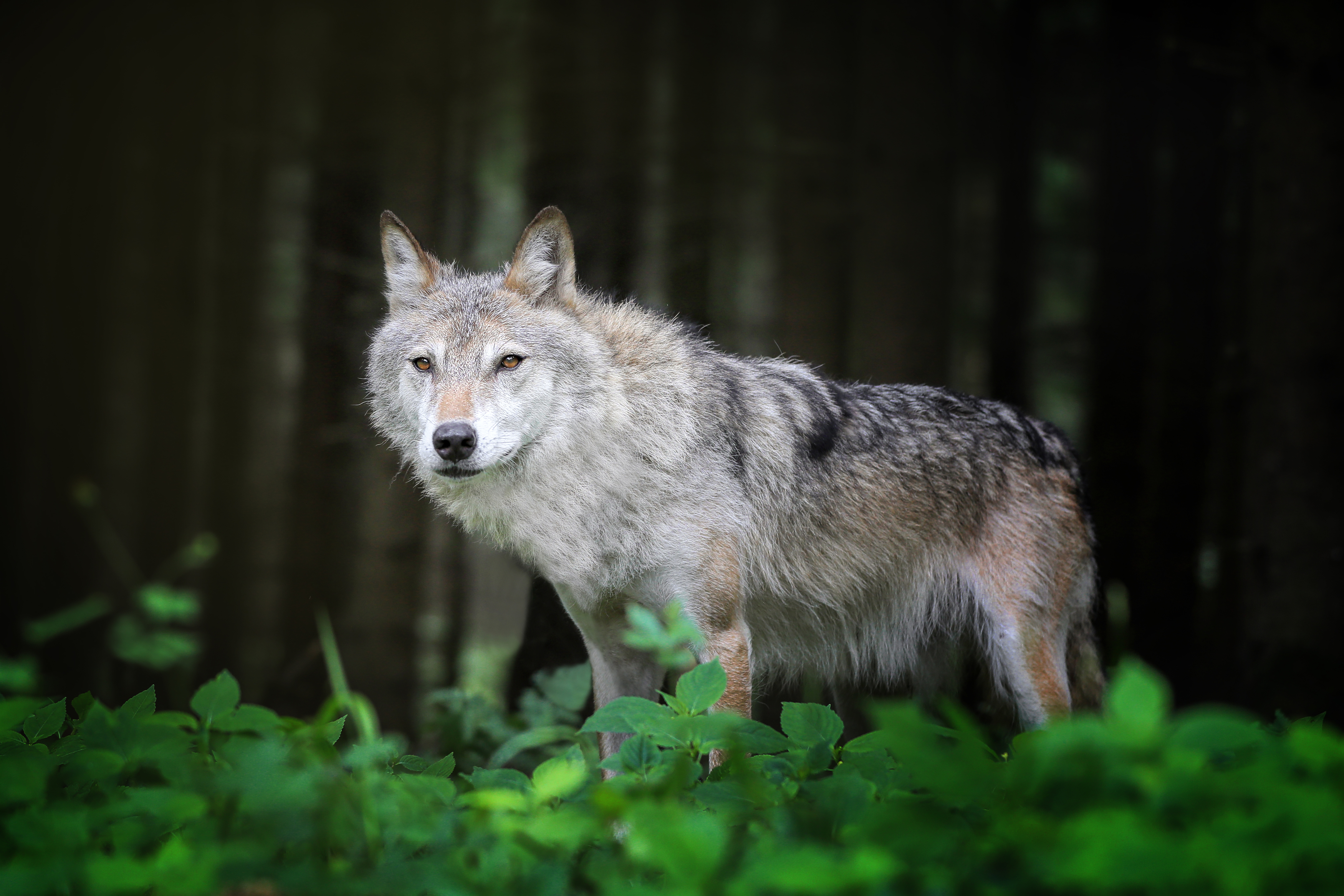 , Андрей Ершов