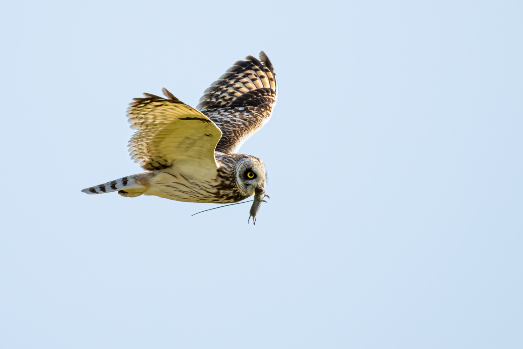 болотная сова, сова, птицы, Руслан Pl