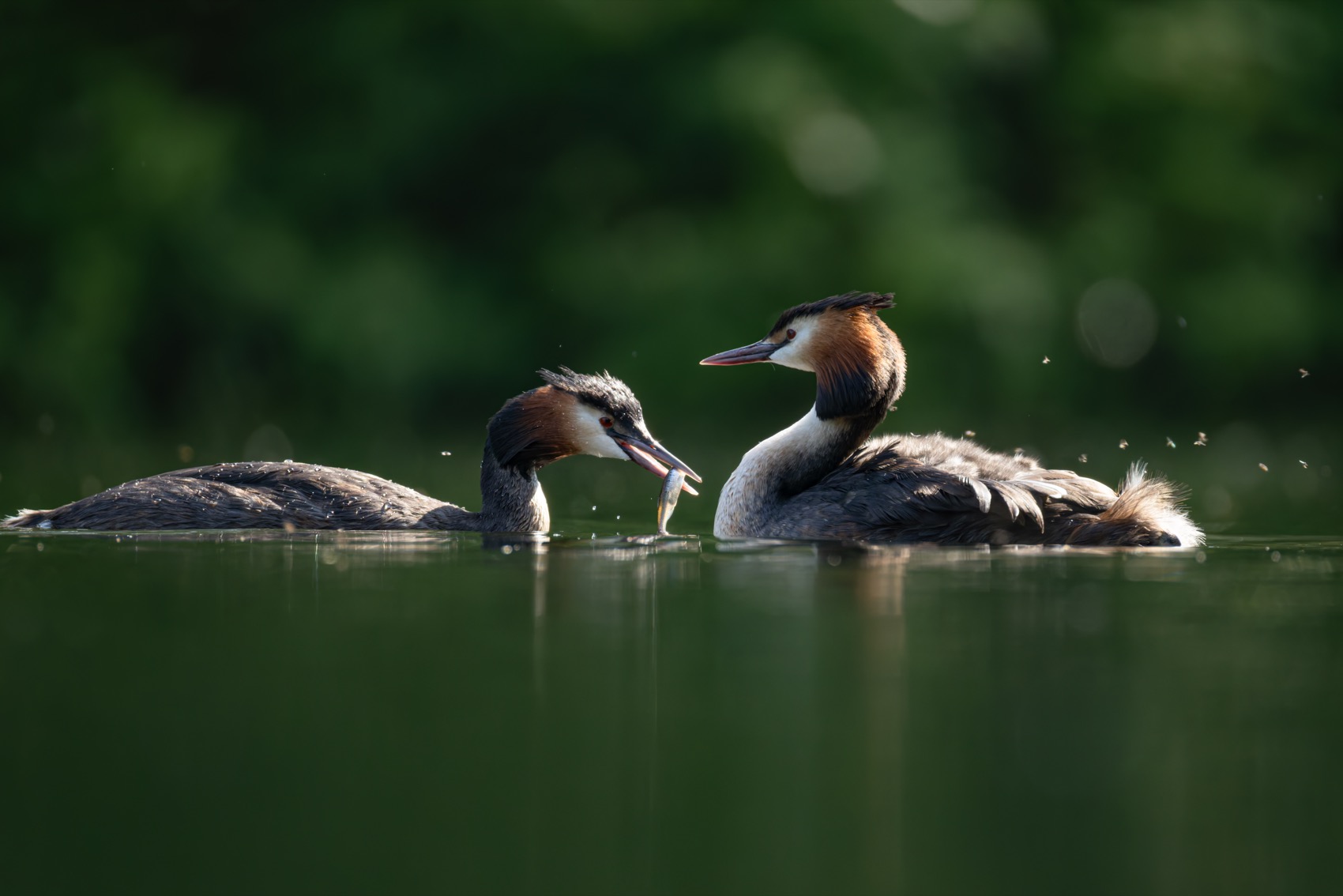 чомга, птенцы, птицы, поганка, большая поганка, Руслан Pl
