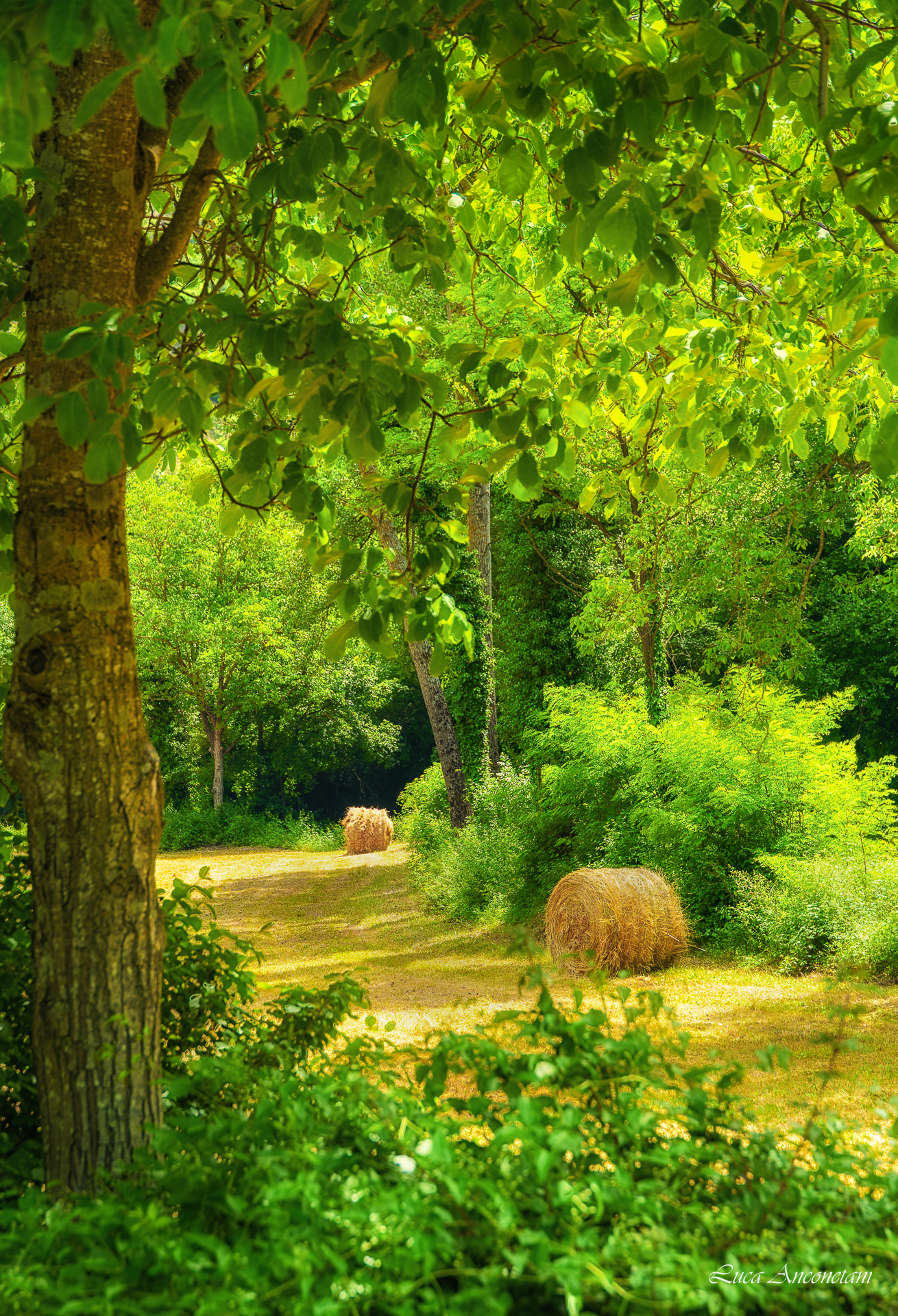 rotoballe fields nature landscape umbria region italy trees leaves green, Anconetani Luca