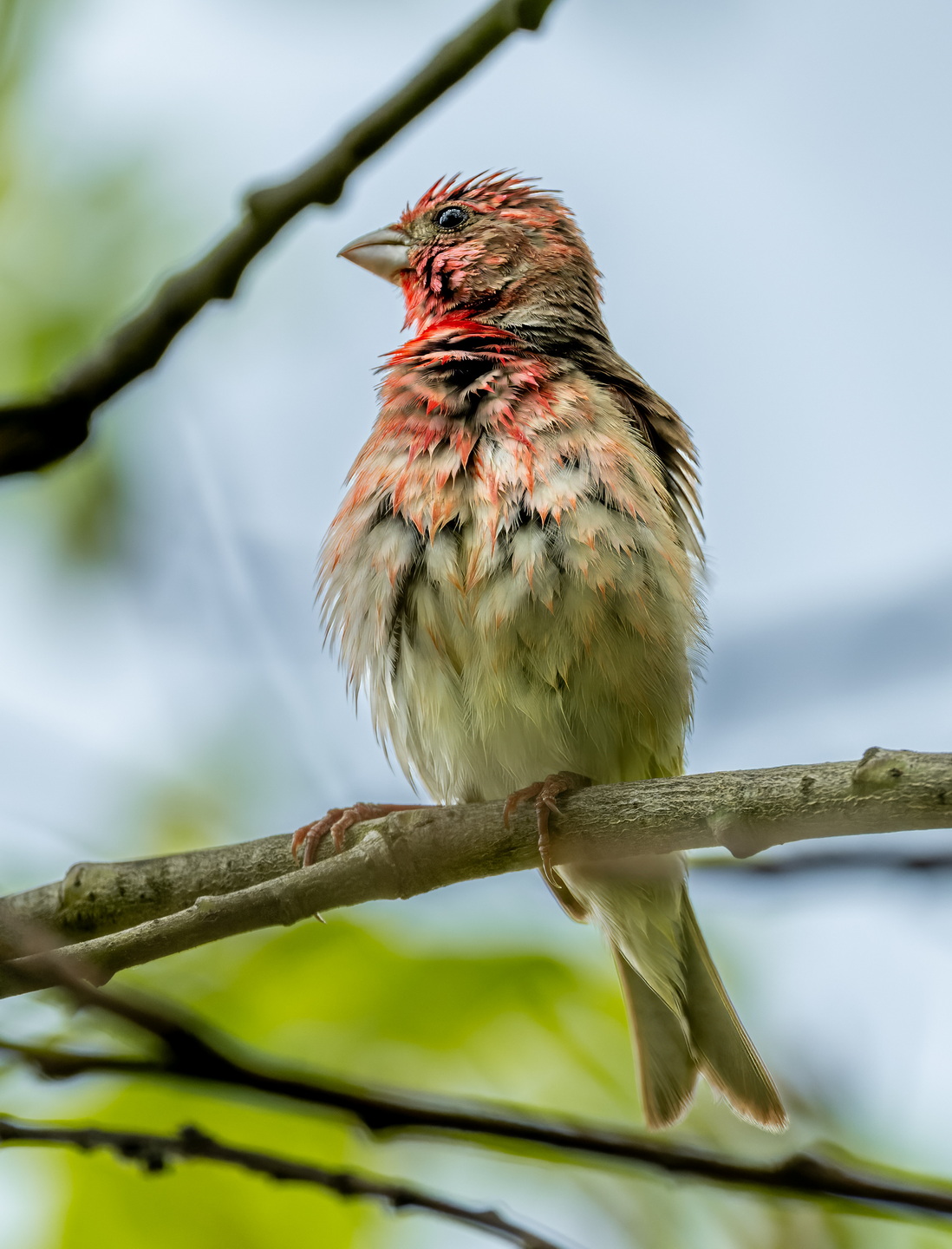 , Дэм Константин