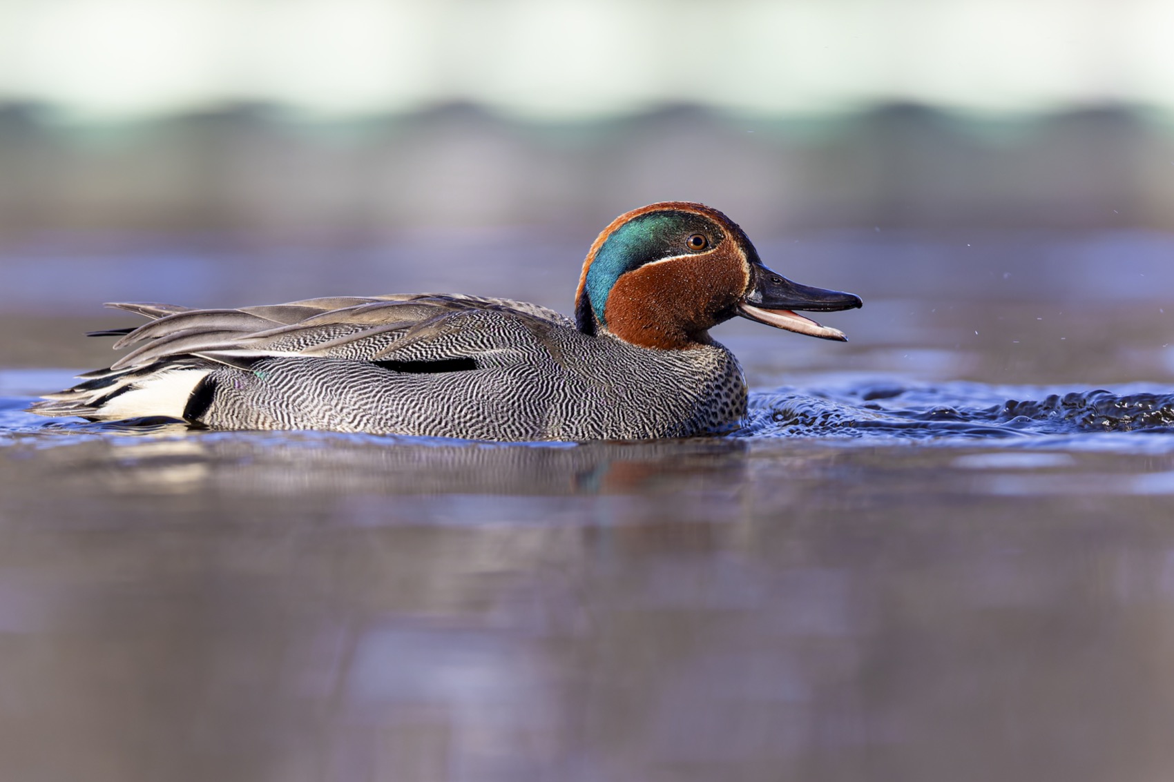 чирок-свистунок, чирок свистунок, чирок, свистунок, утка, птицы, Руслан Pl