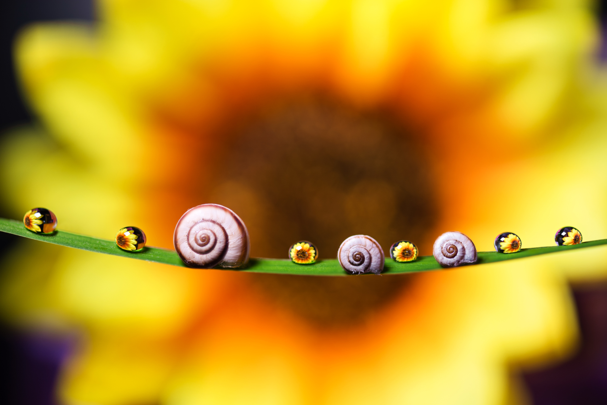 , Mariyana Atanasova - Lucero