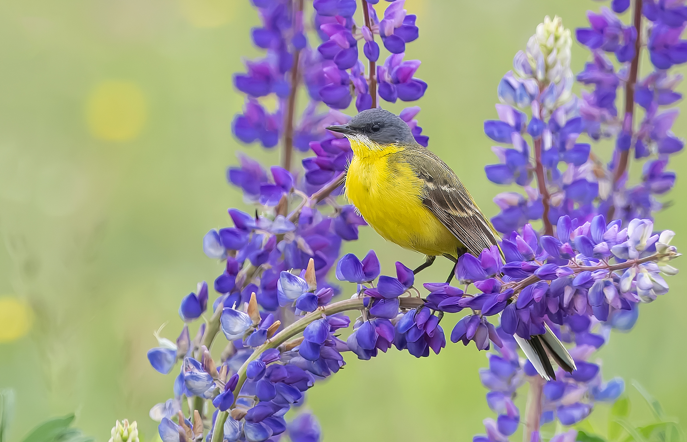 , Широких Александр