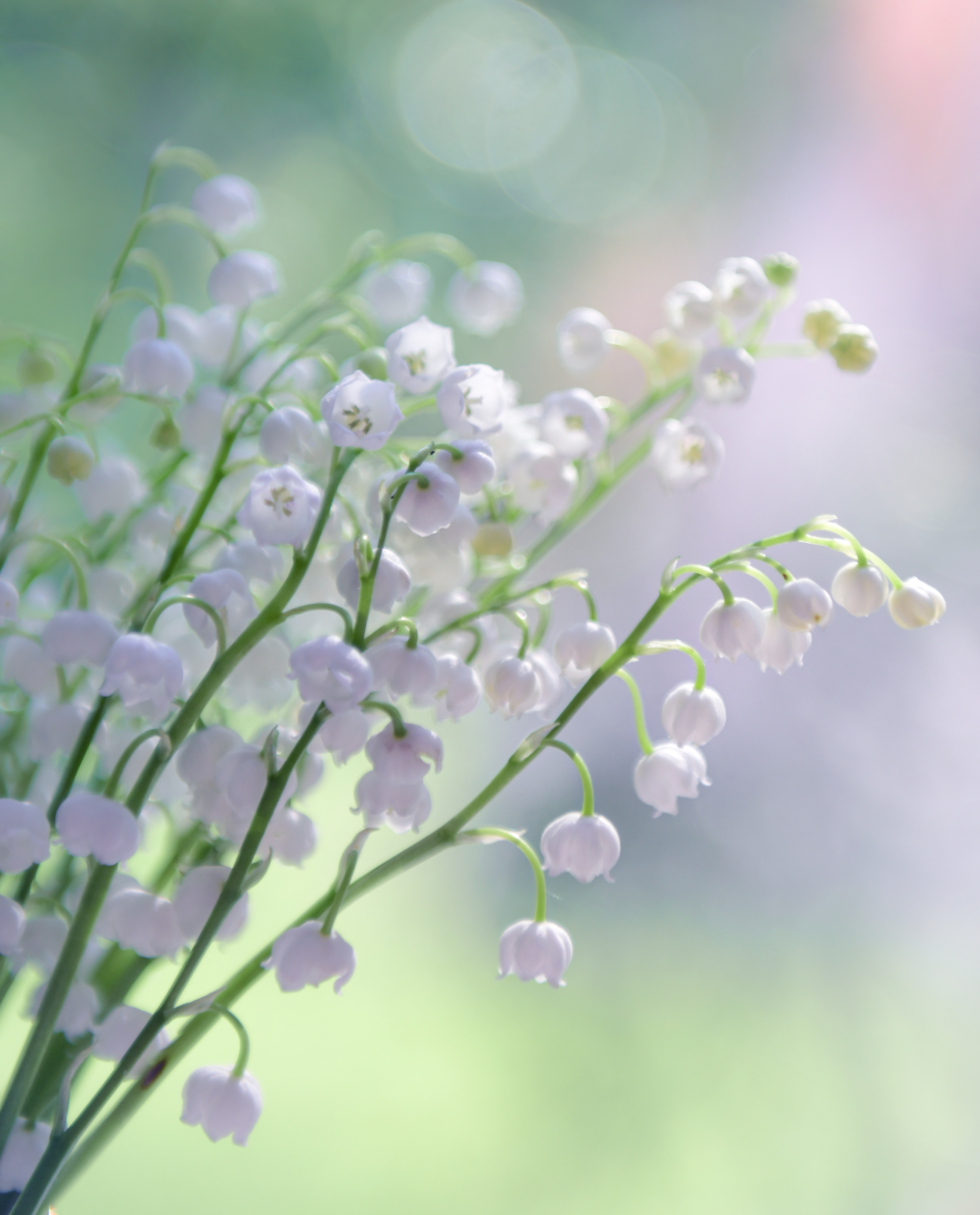 , Божена Пучко