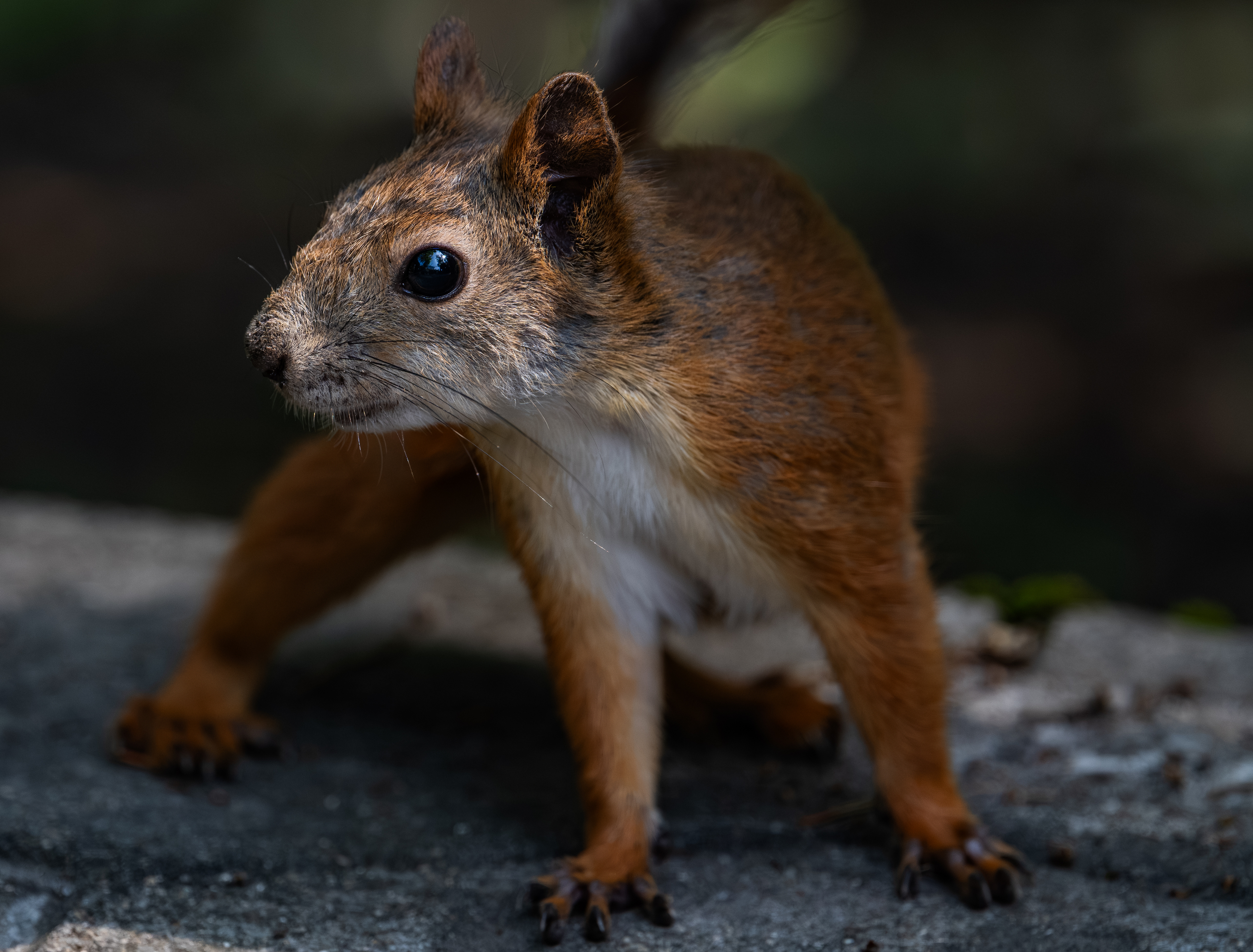 , Курлянцев Алексей