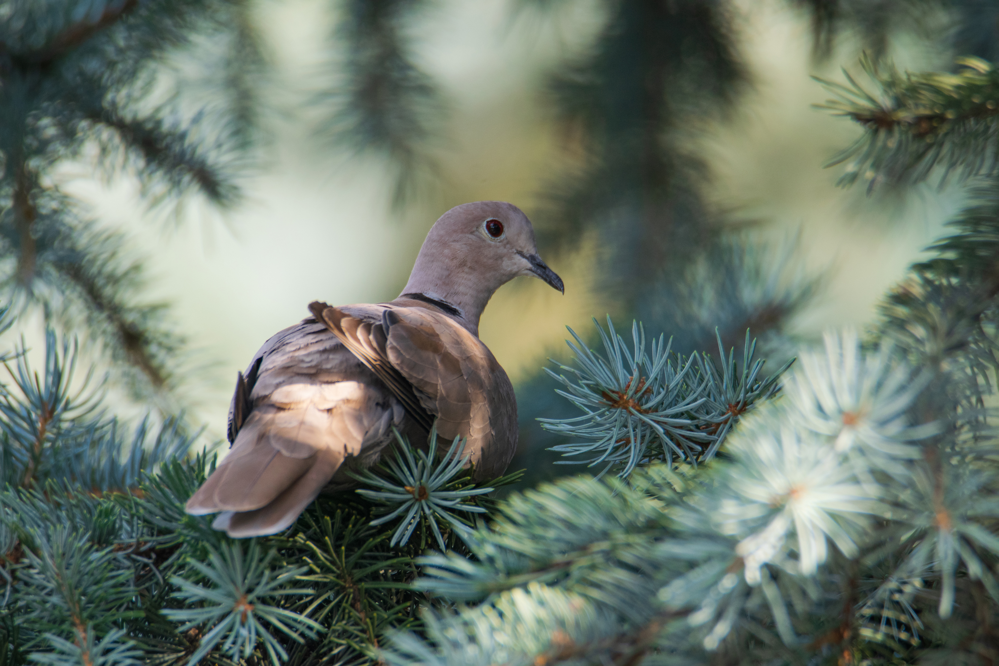 кольчатая горлица,streptopelia decaocto, ставрополь, Ветренко Денис