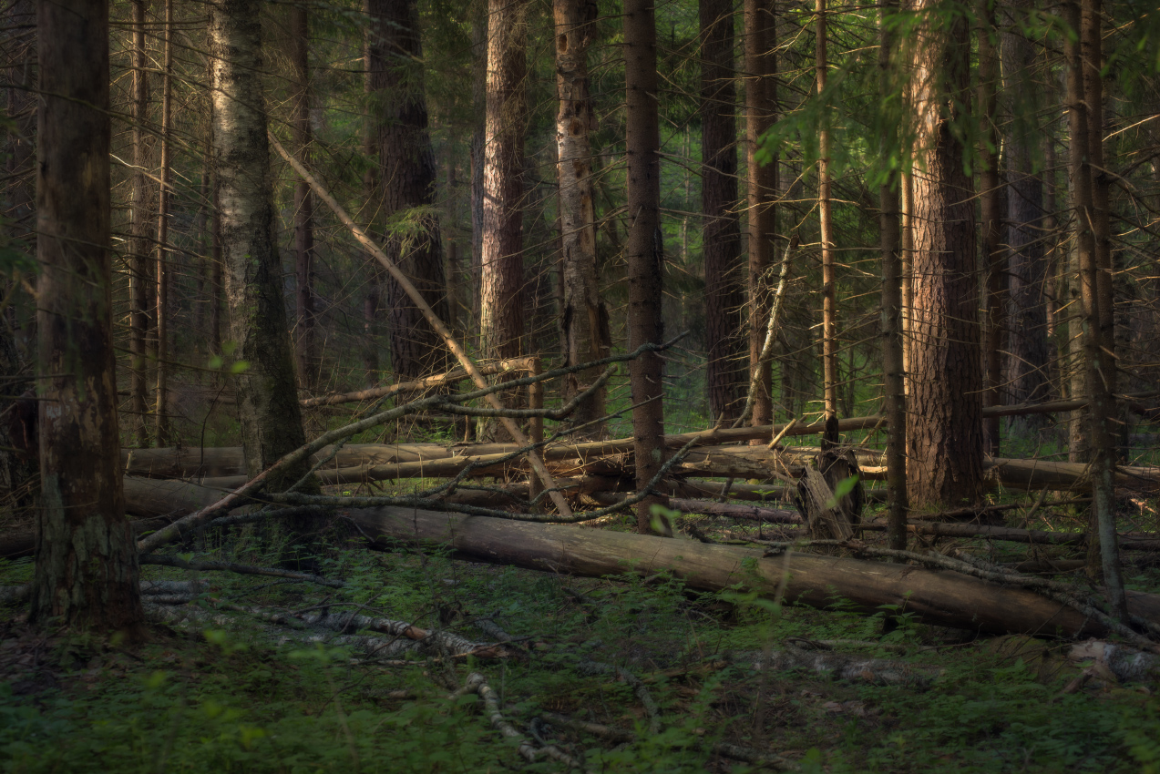 утро лес дебри завал весна вязниковский серково, Алексеев Дмитрий