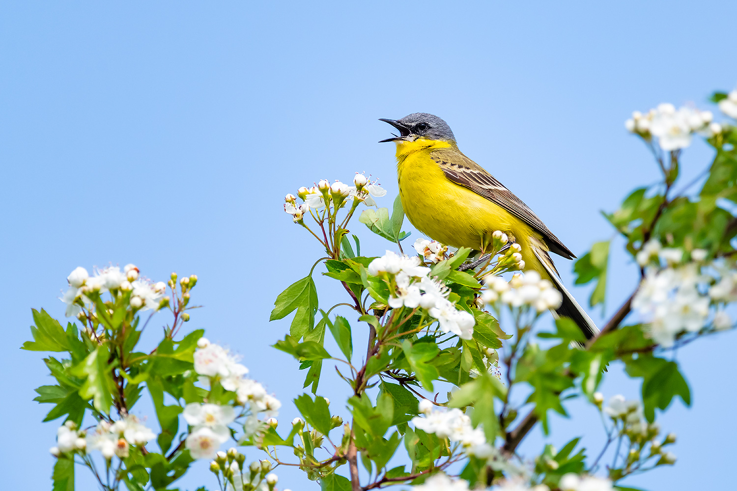 , Абросимов Александр