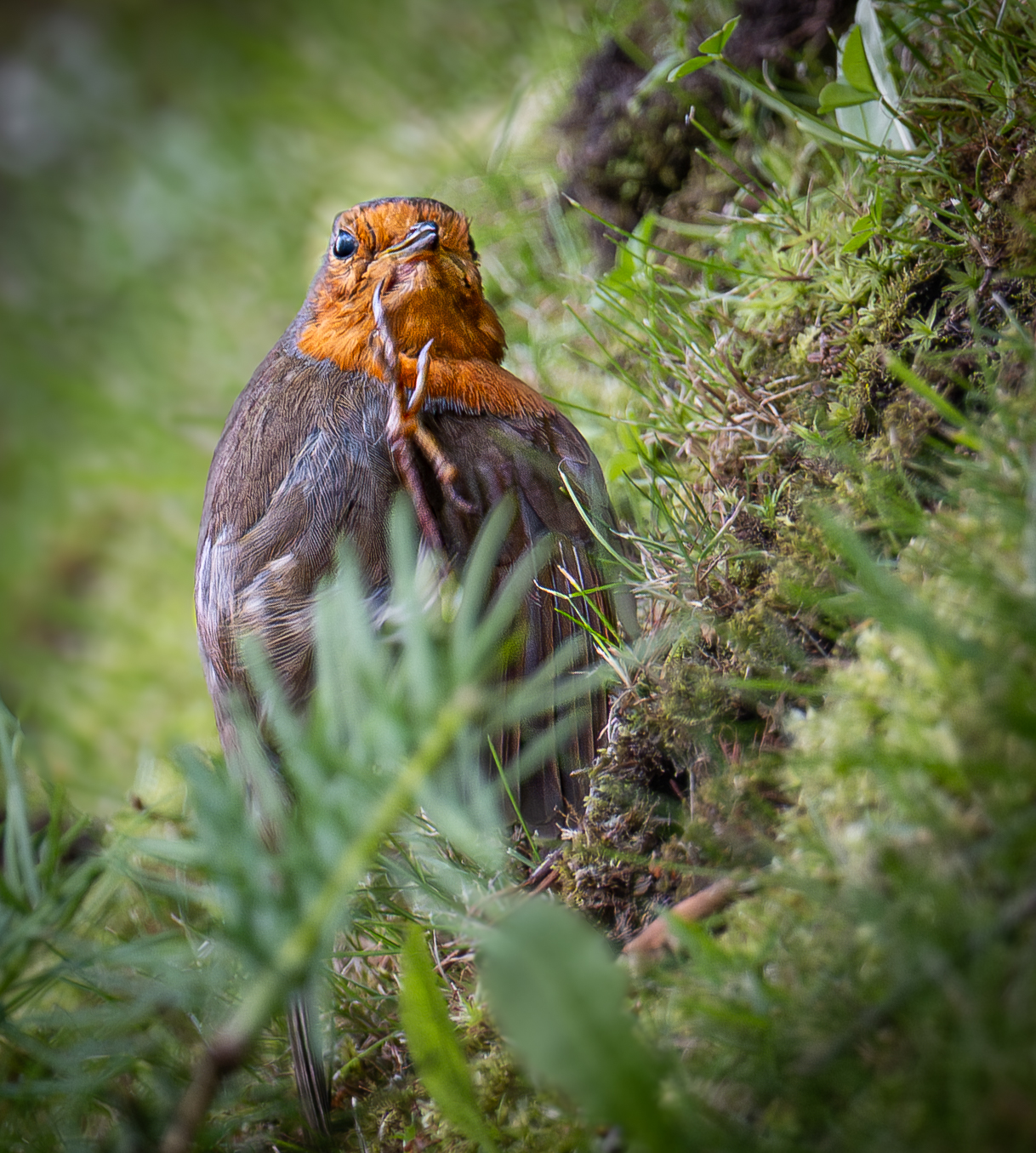 , Курлянцев Алексей