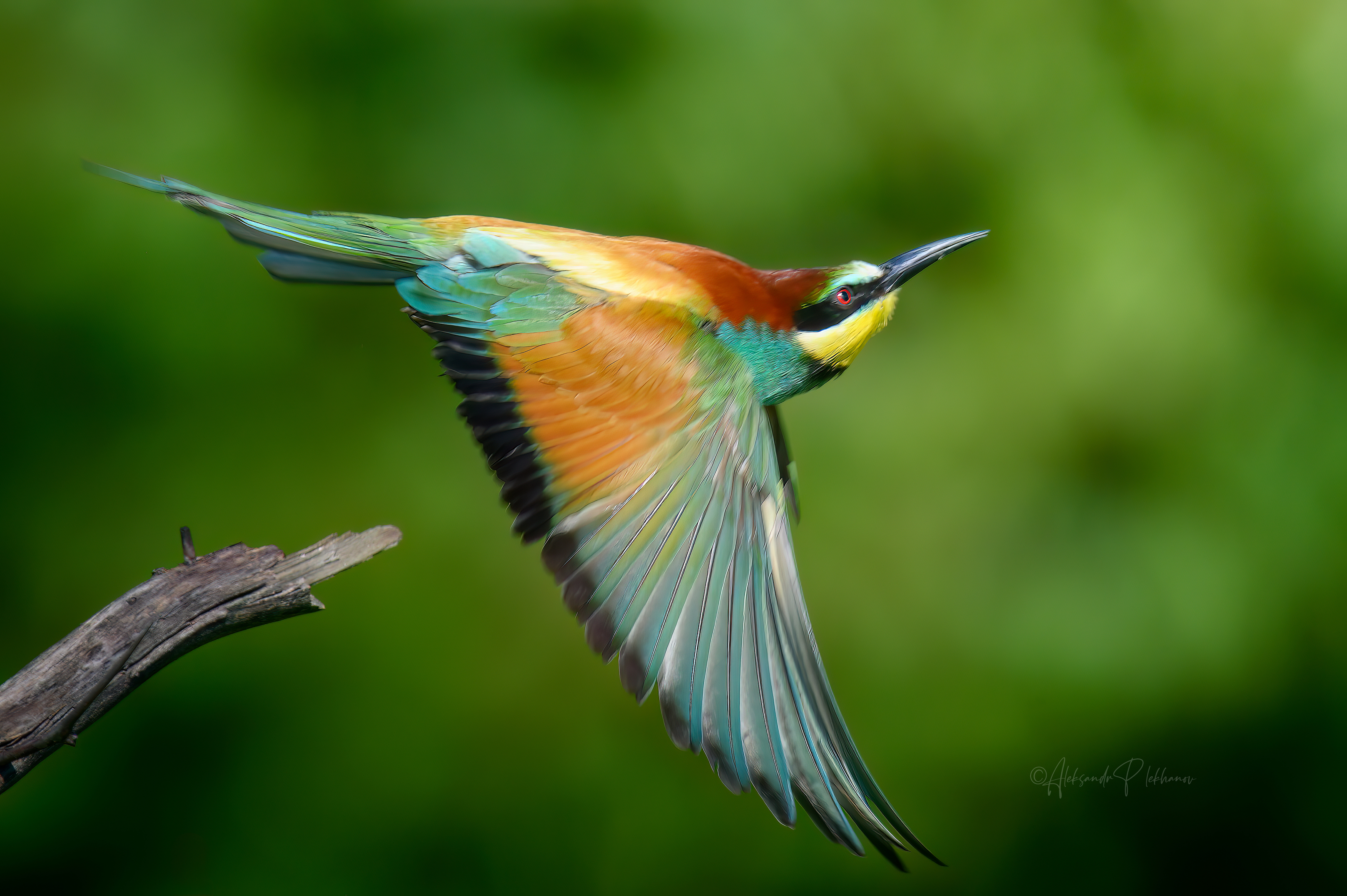 bee-eater, wildlife, Плеханов Александр