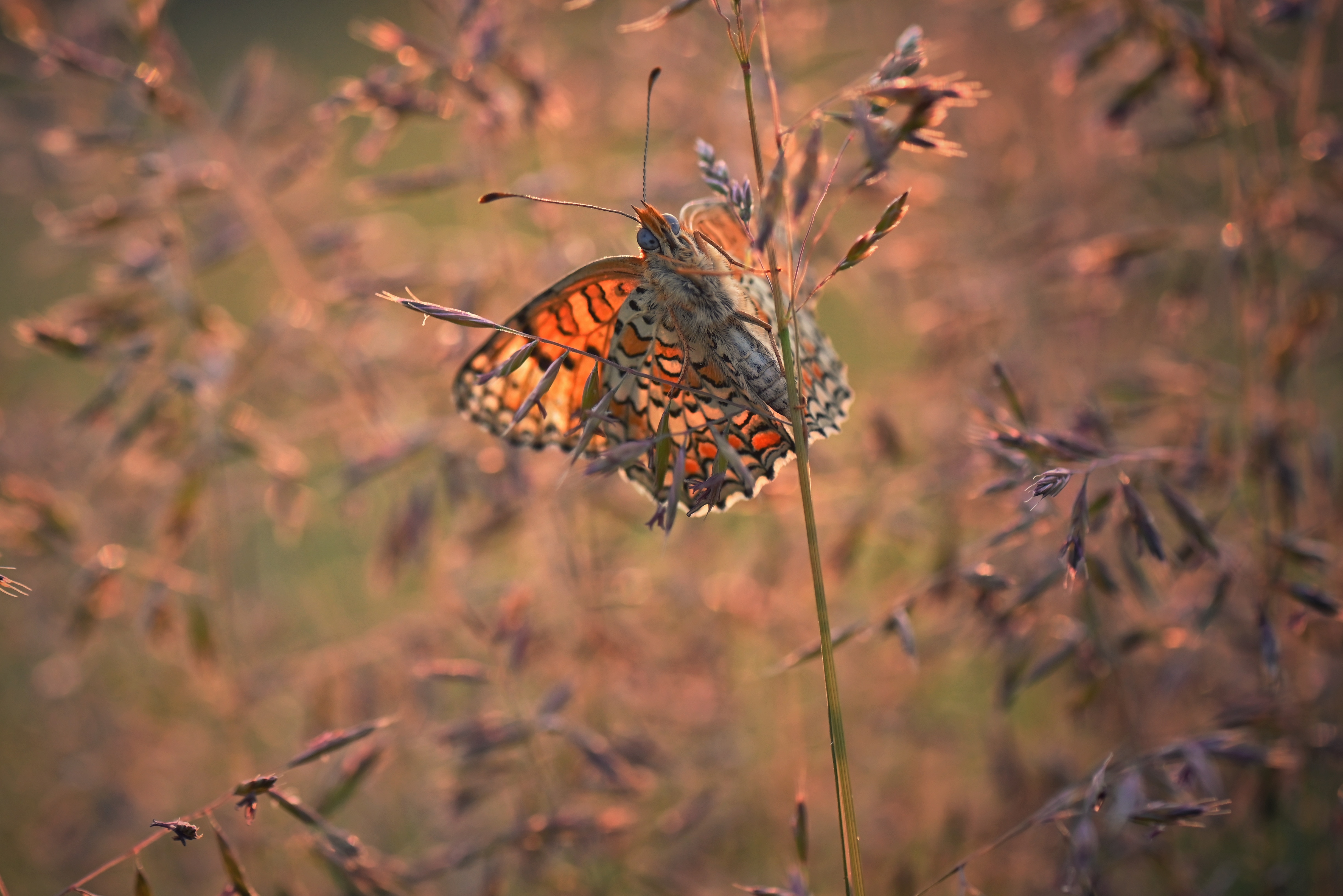 , Герчев Николай