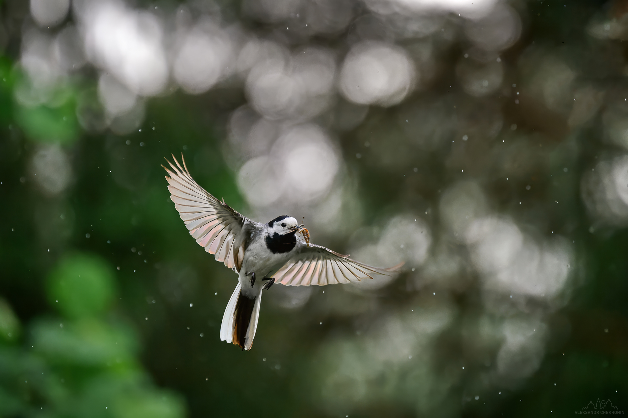 Птица, трясогузка, полет, Чехонин Александр