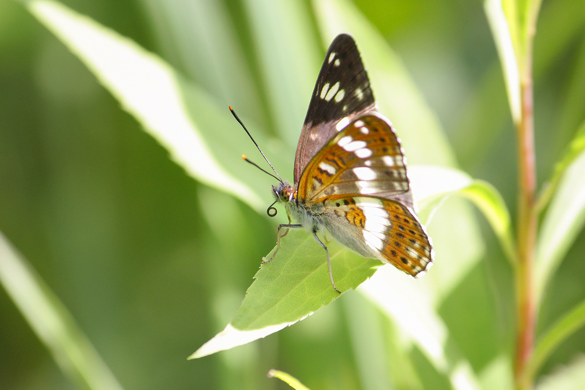бабочка, переливница ивовая, радужница большая ивовая, переливница большая, ирида, apatura iris), КарОл
