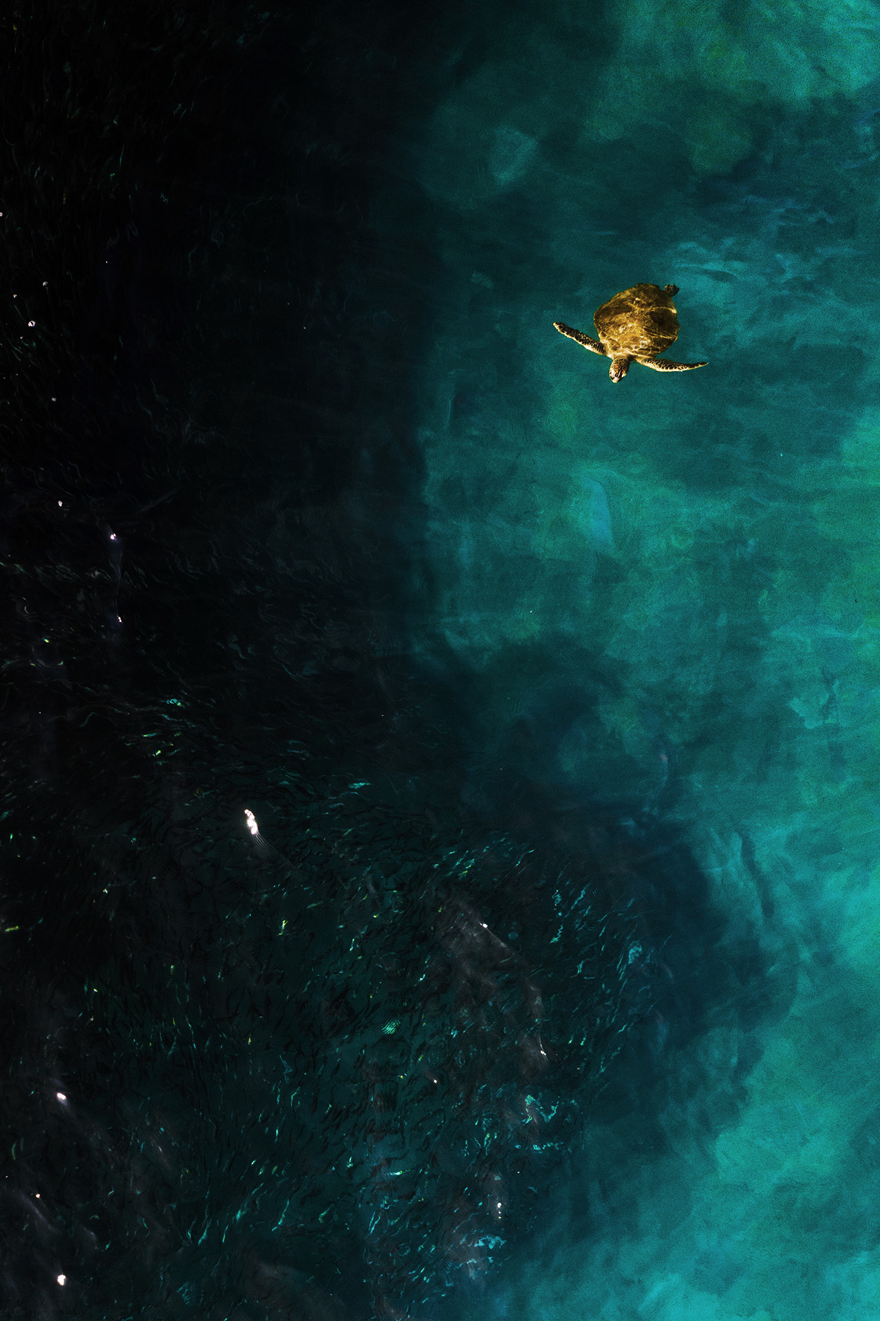 olive turtle, turtle, Olive ridley sea turtle, Olive ridley turtle, sea turtle, морская черепаха, черепаха, Сергей Гарифуллин