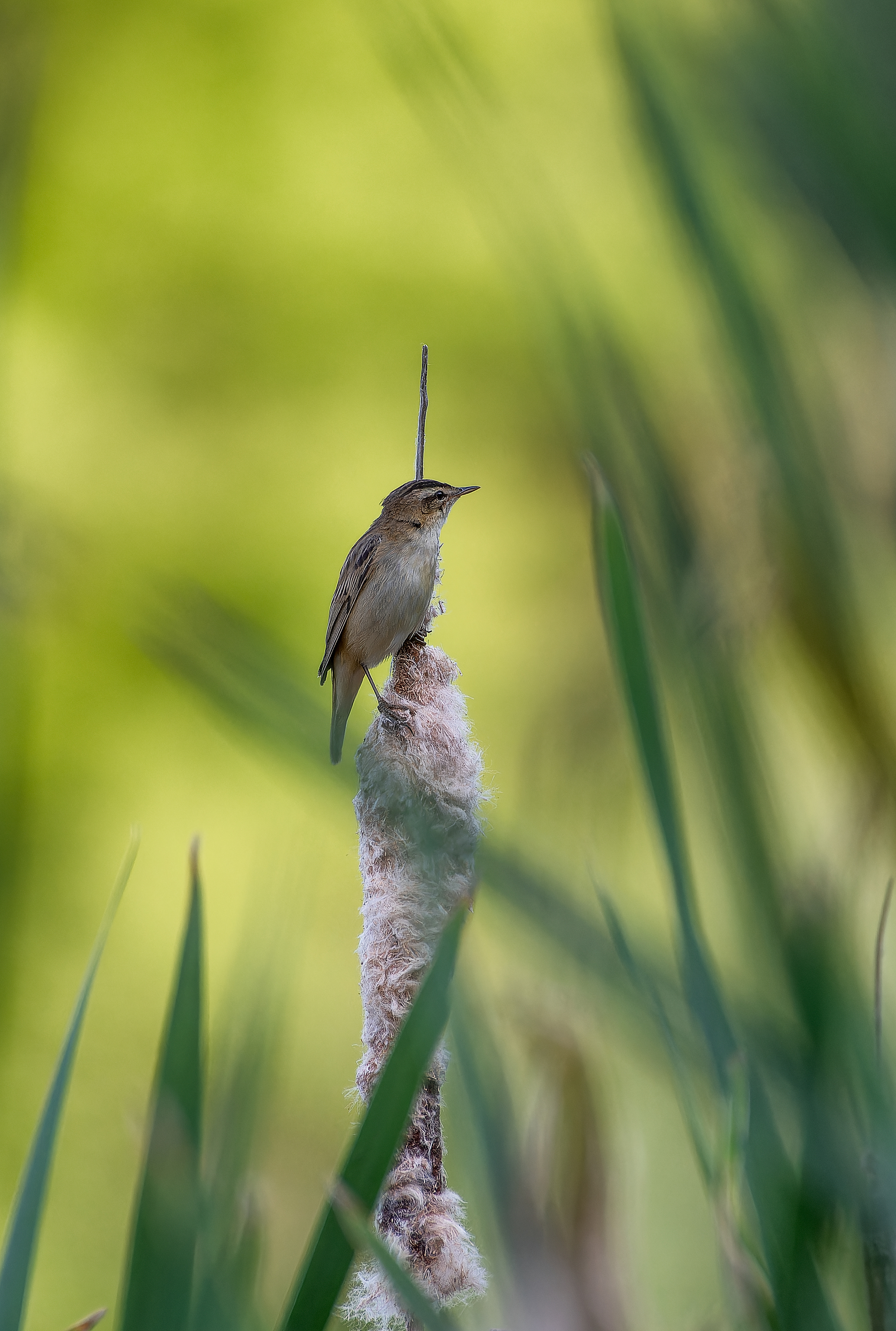 , Ширяев Константин